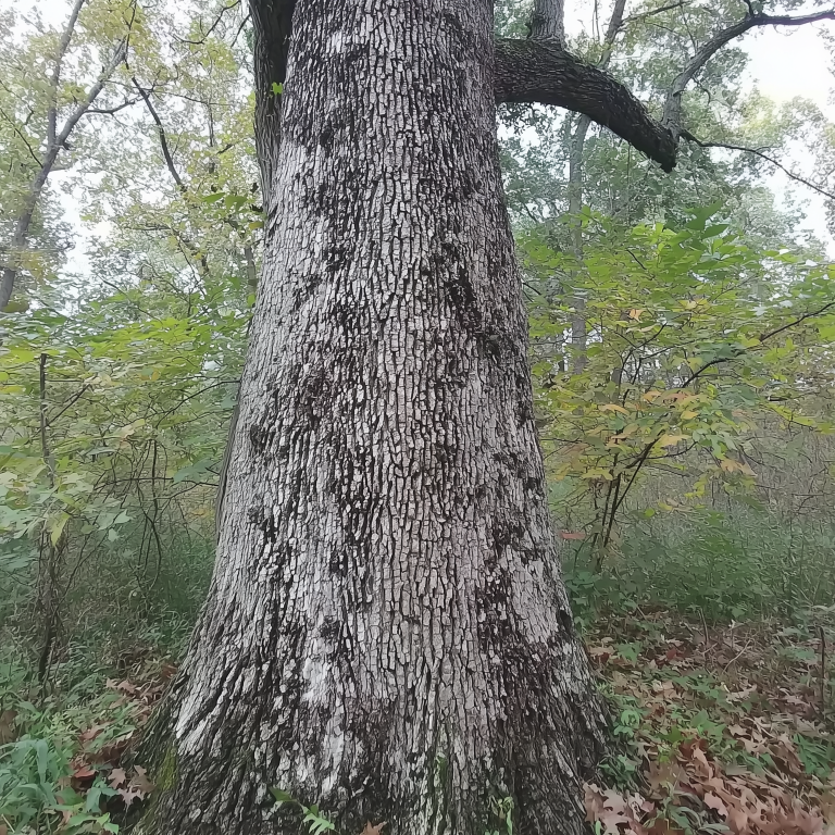 White Oak Tree