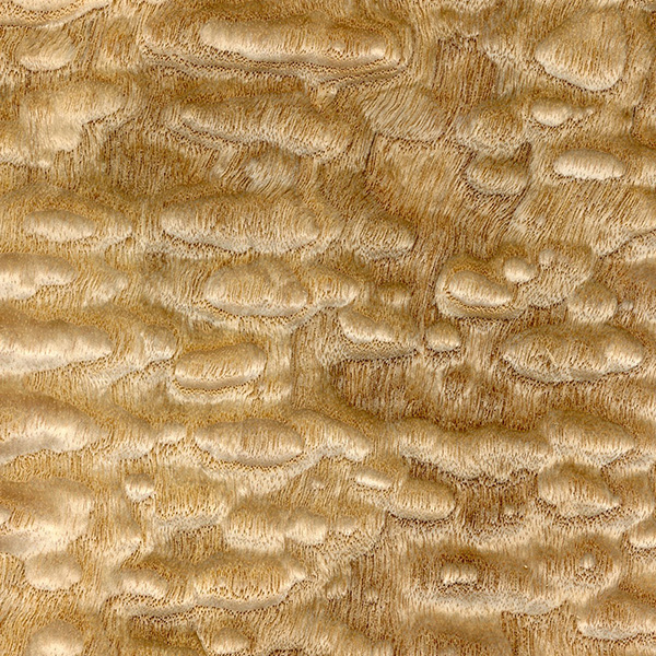 Tamo Ash wood grain texture