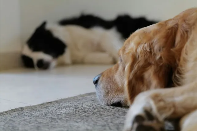 A senior golden retriever resting comfortably, representing compassionate end-of-life pet care.