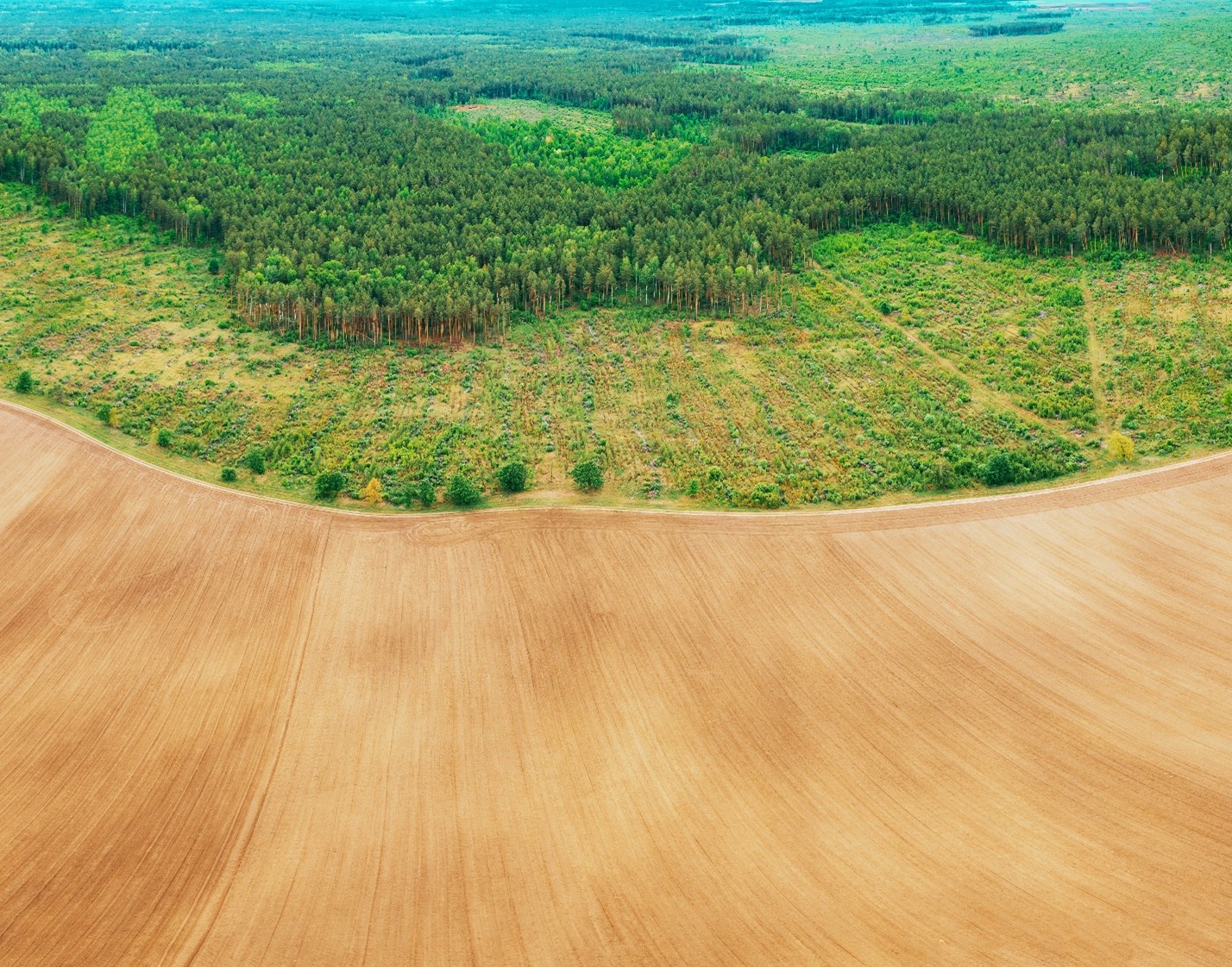 Global Grain Market Outlook 2025: Opportunities and Challenges