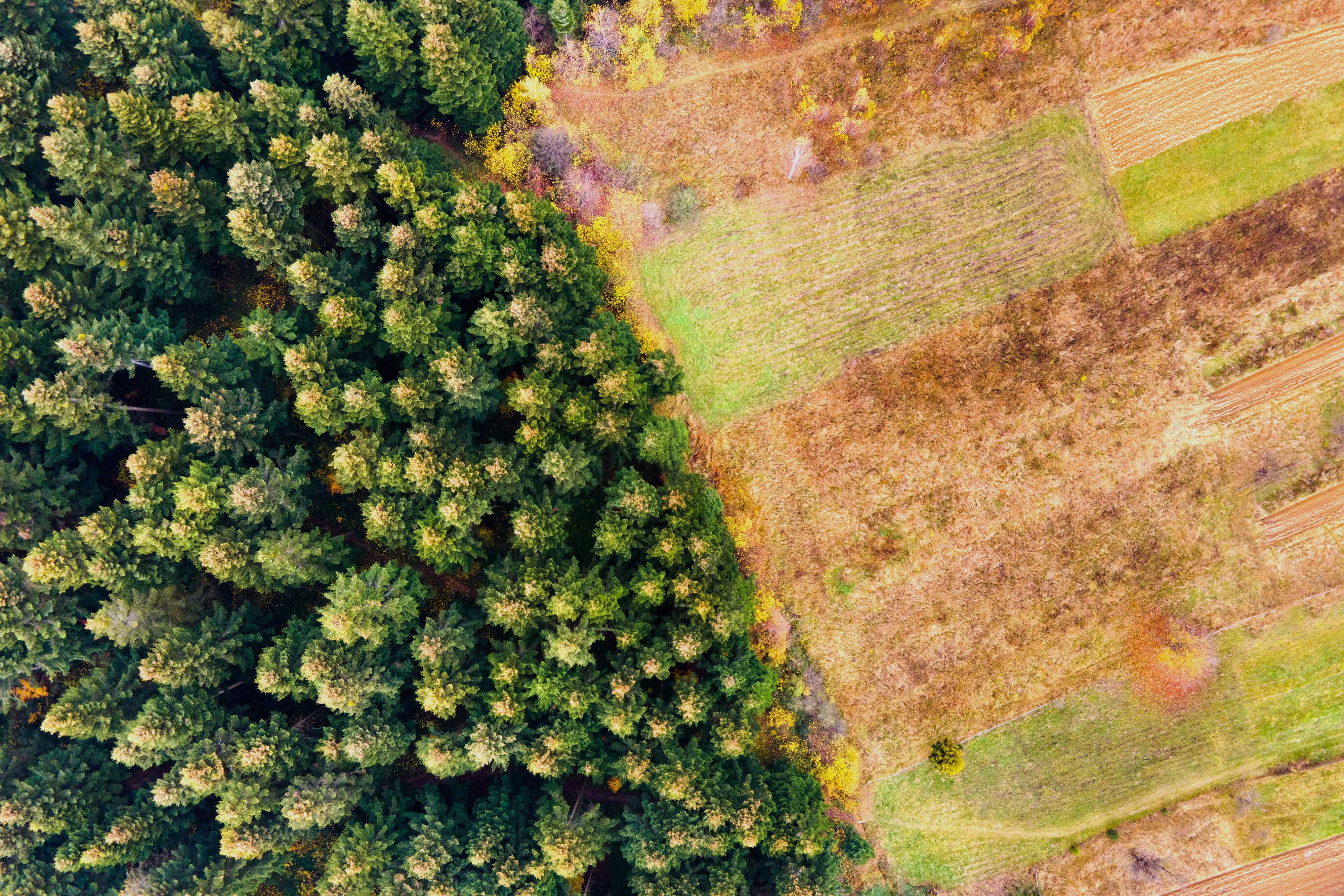 Brussels Delays Deforestation Law A Second Time: What Operators Must Do Now