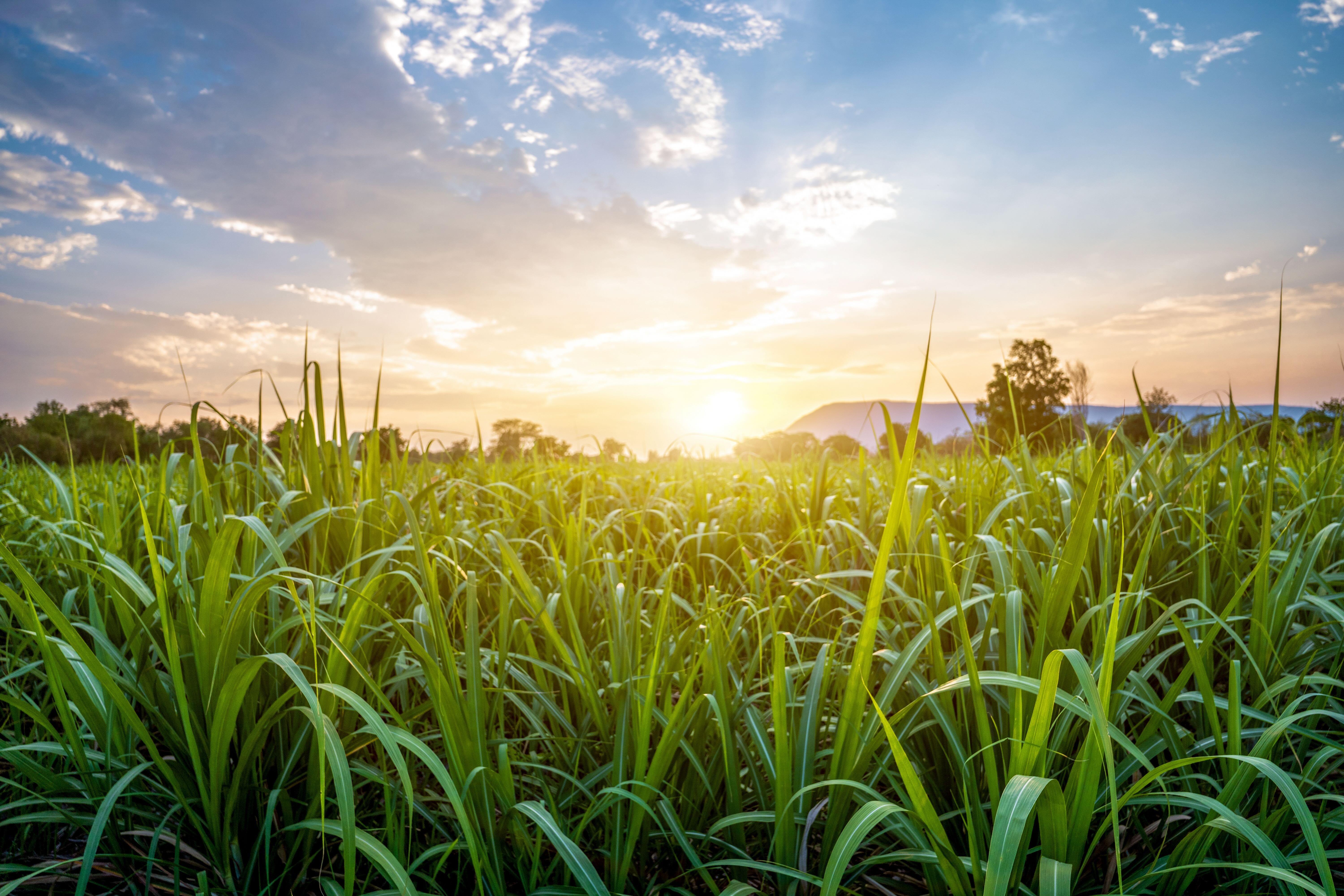 India Shuts The Door: Sugar Export Ban Rewrites The 2026/27 Balance