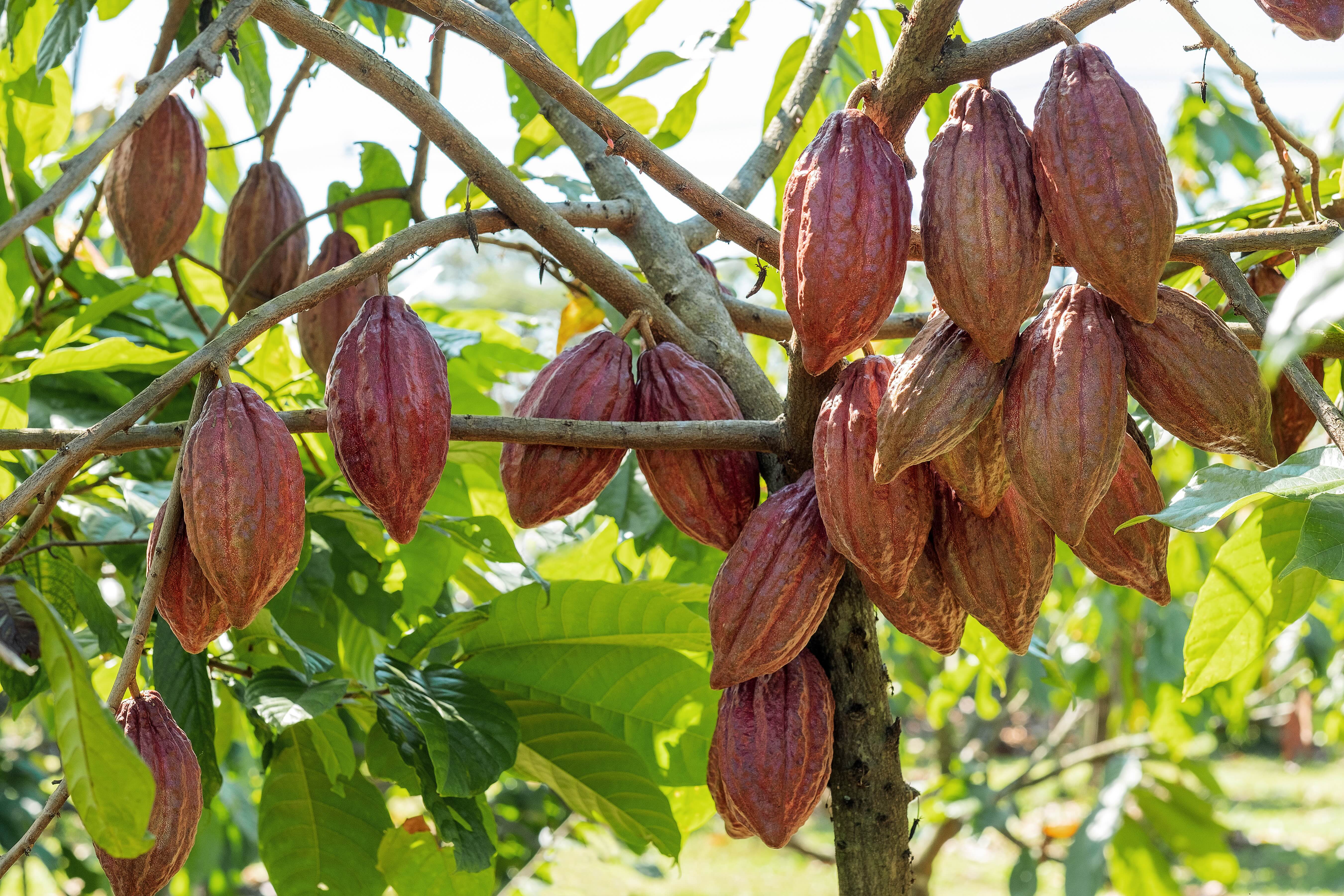 Ghana And Côte D'ivoire Move To Set Prices Together: The Most Important Cocoa Story Of The Year