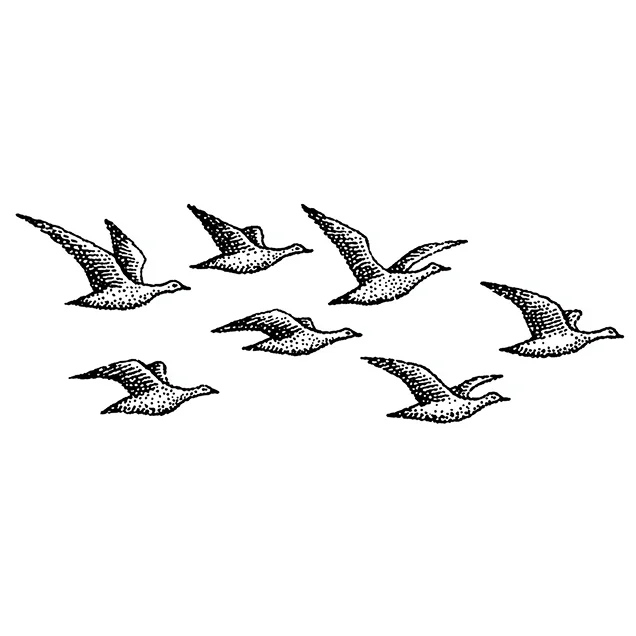 Black and white illustration of seven birds flying in formation.
