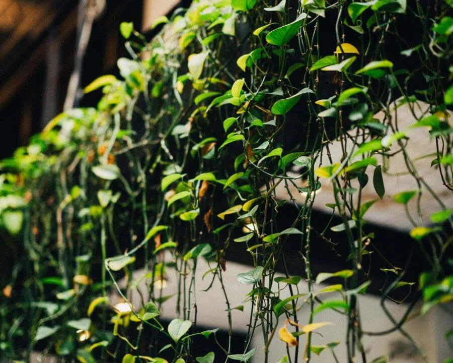 Close-up of green leafy vines hanging down indoors with a blurred background.