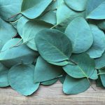Eucalyptus - Herbs and spices