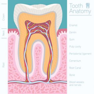 Tooth Anatomy