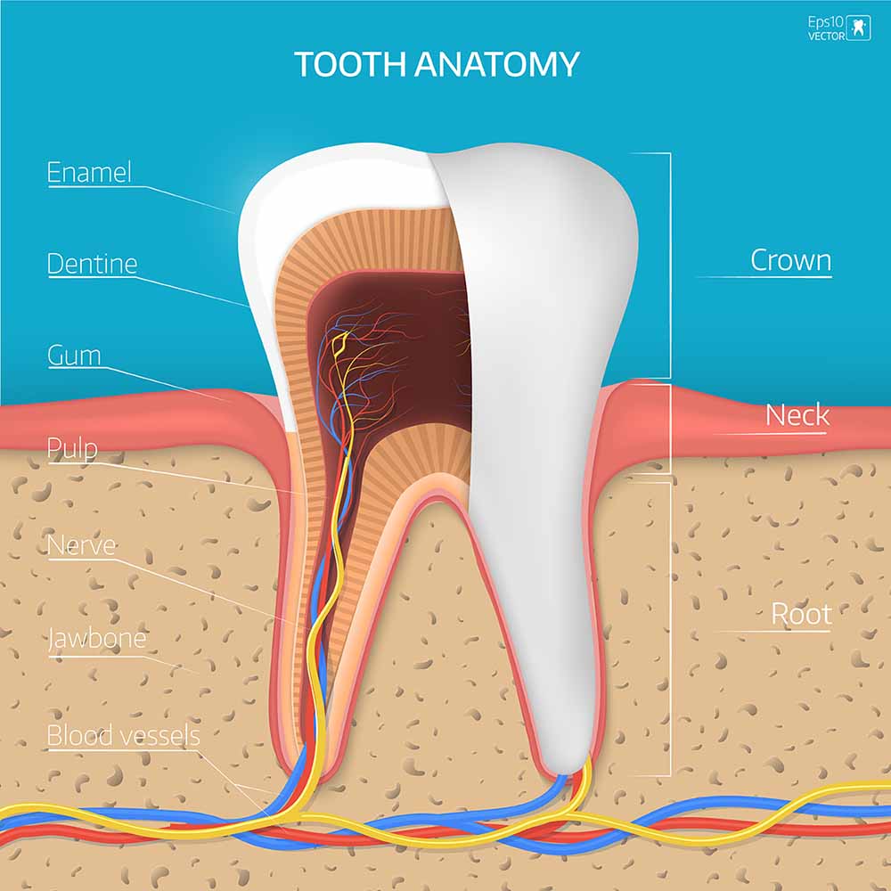 tooth-enamel-tooth-cavity-dental-dost-dental-blog