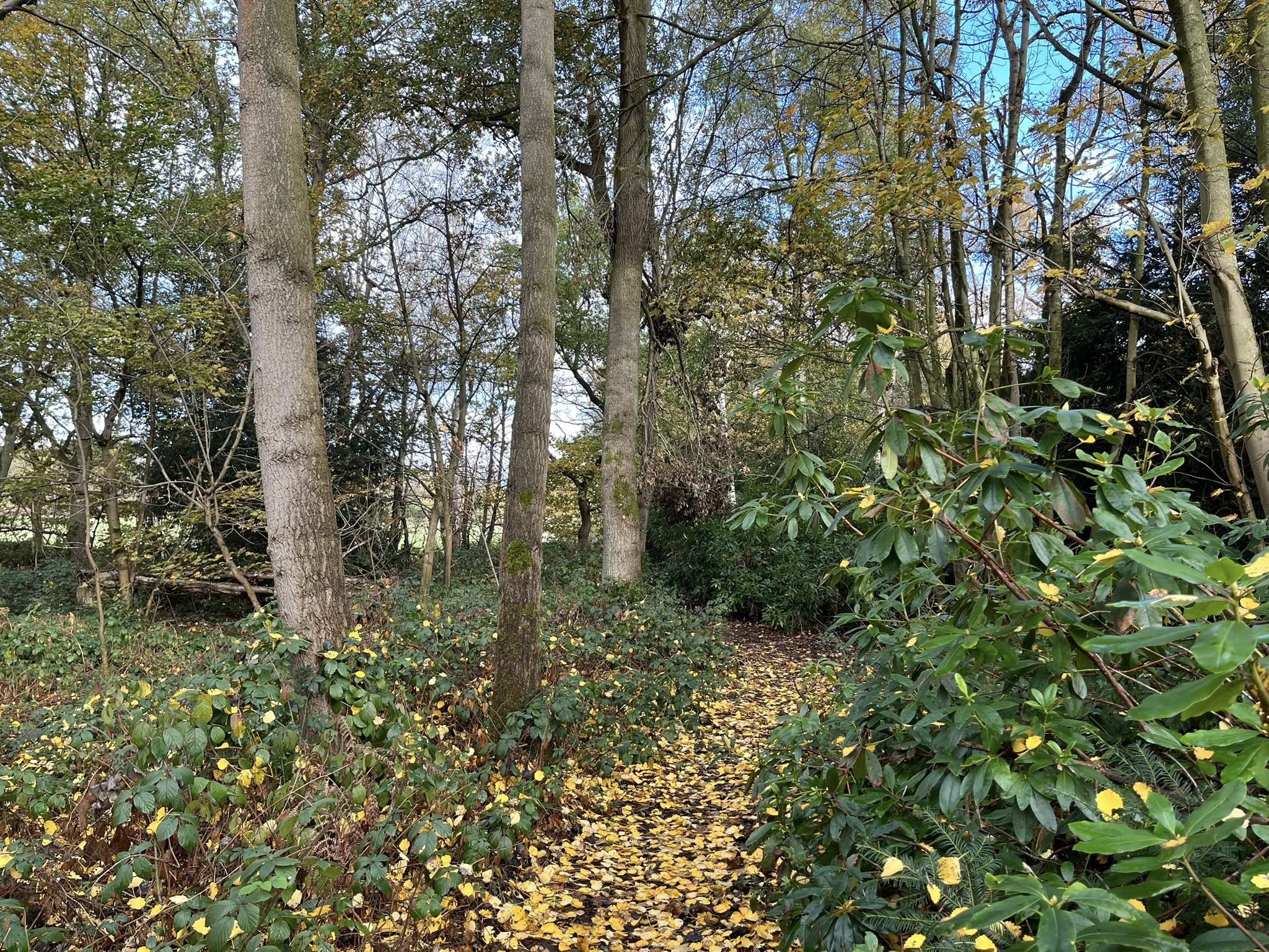 Grove Woods in Drakelow