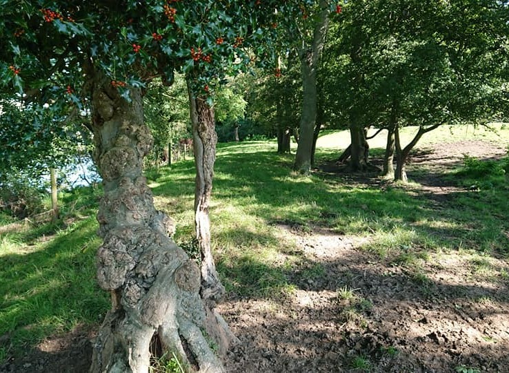 A tree beside the River Dove at Tutbury