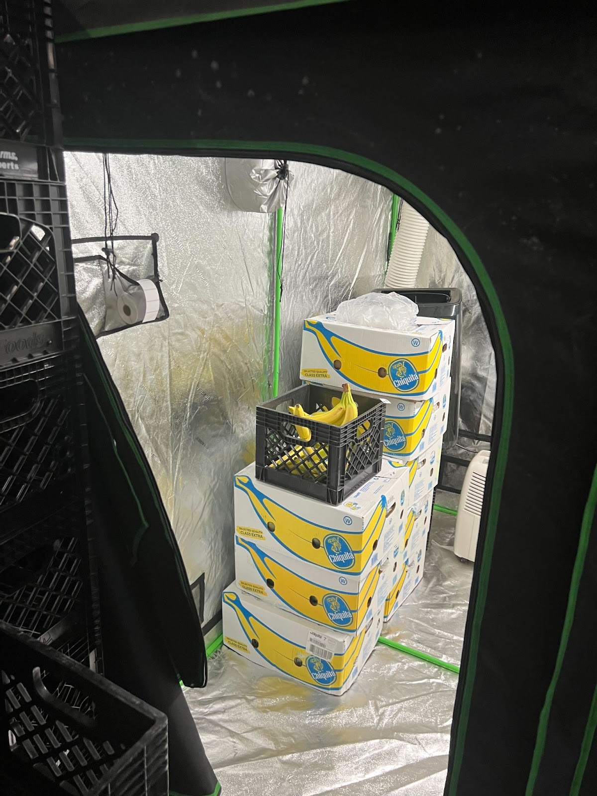 Crafty goes the extra mile in ensuring fresh bananas in your office pantry