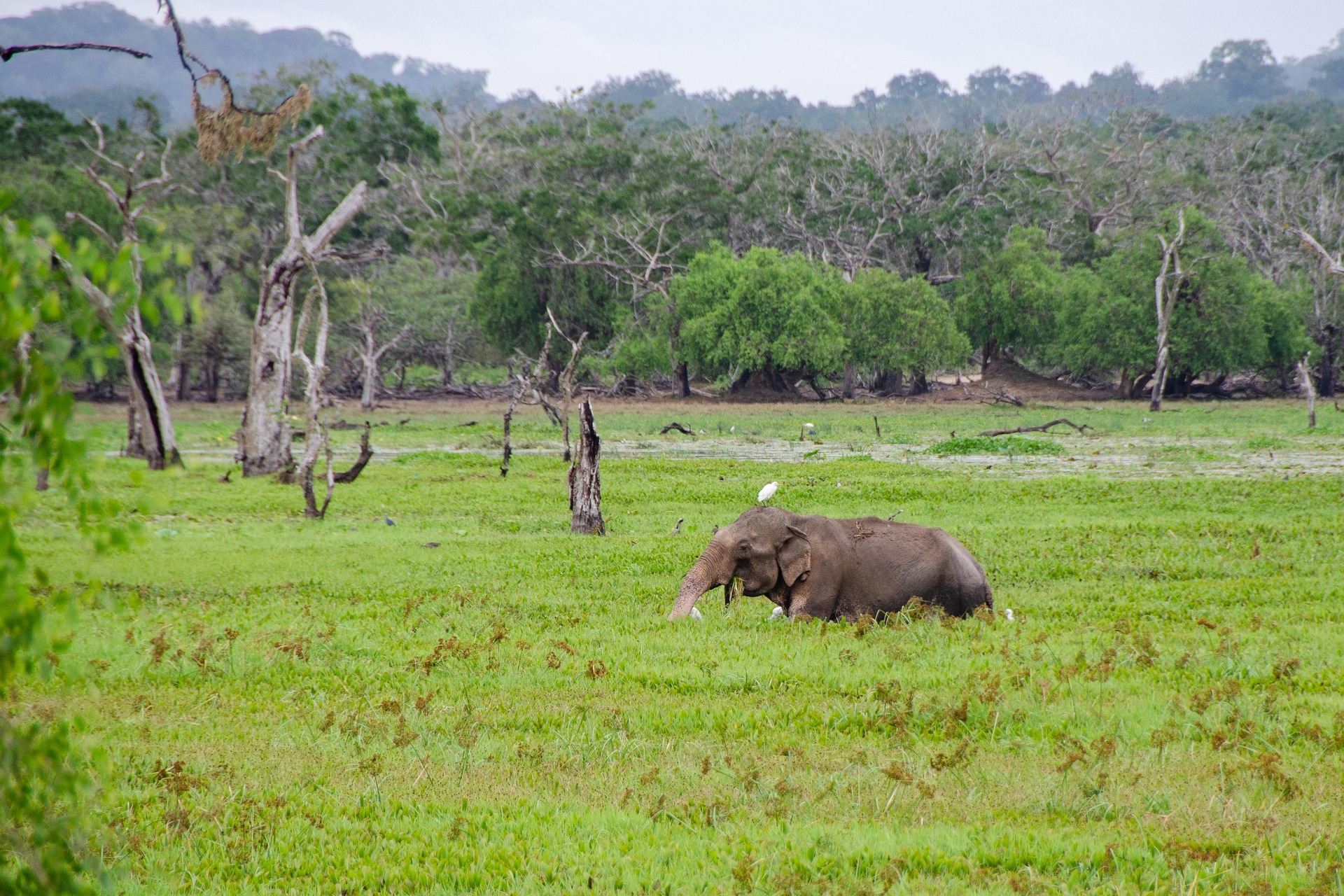 Top Wildlife Safaris in Sri Lanka (Beyond Yala): Ultimate Guide for Nature Lovers