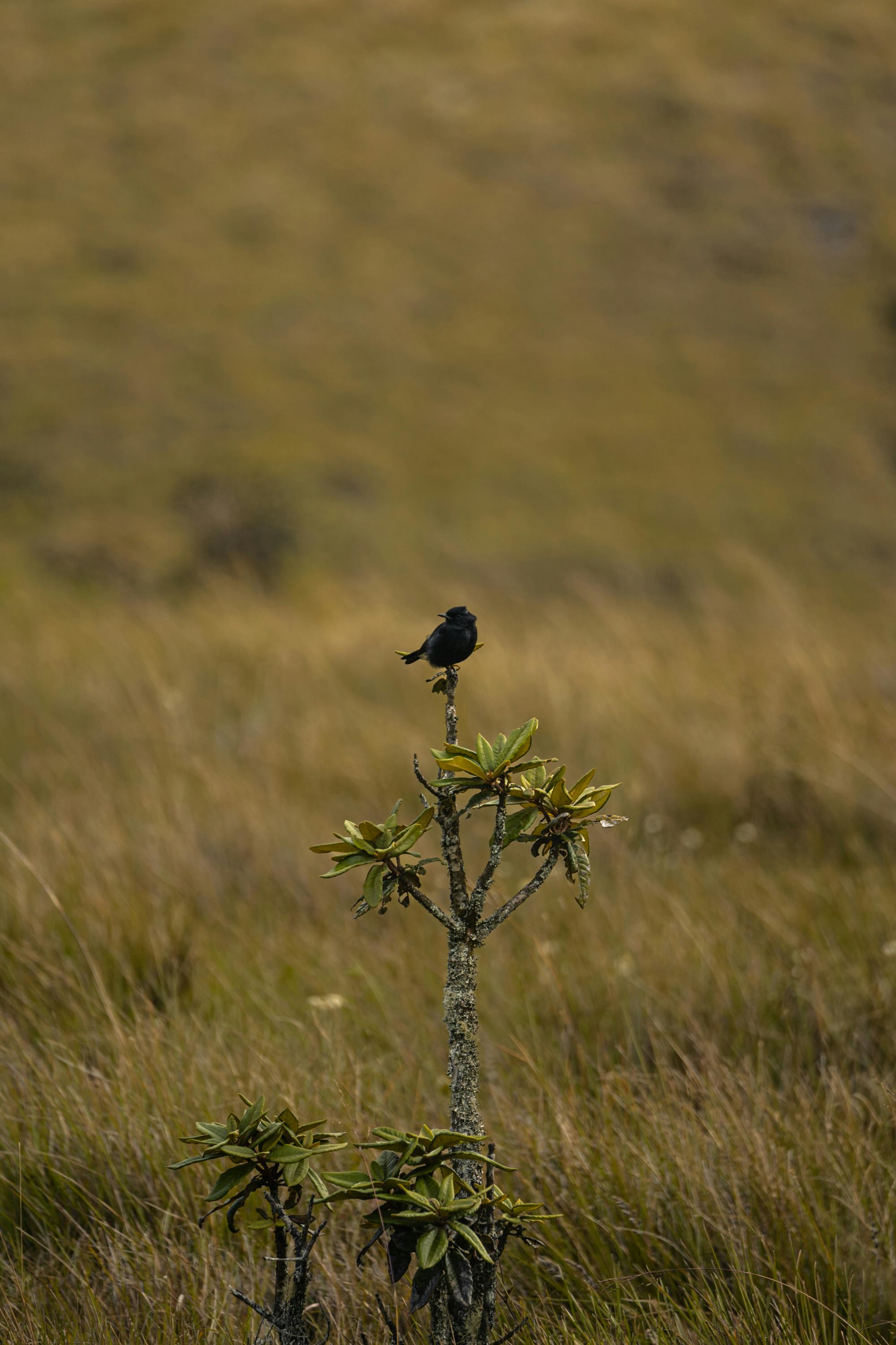 Exploring Horton Plains National Park: Sri Lanka Guide