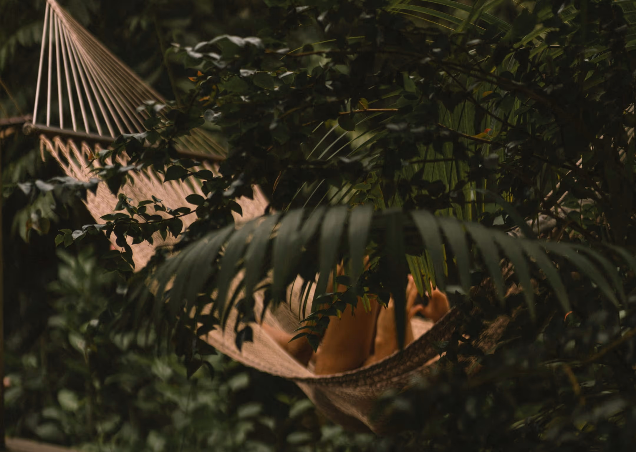 Person entspannt sich in einer Hängematte, teilweise von grünen Pflanzen und Blättern verdeckt.