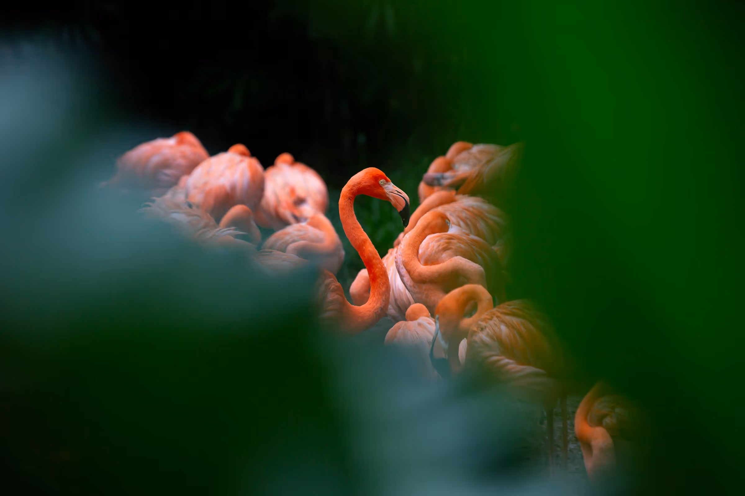 Eine Gruppe von Flamingos, von denen einer mit nach oben gerecktem Hals durch grüne Blätter sichtbar ist.