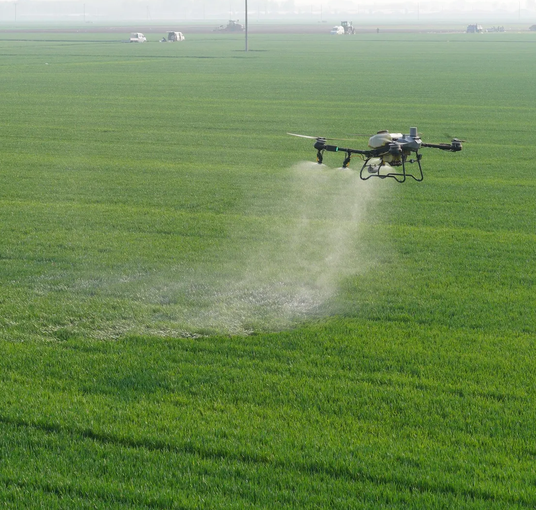 An advanced agriculture spray drone in operation spraying pesticide, herbicide, or fungicide on health crops.