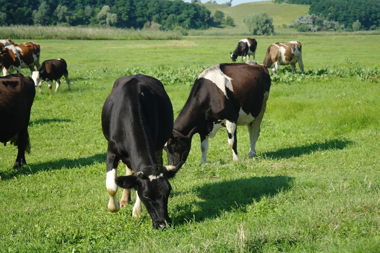 Cows grazing on healthy grass field.