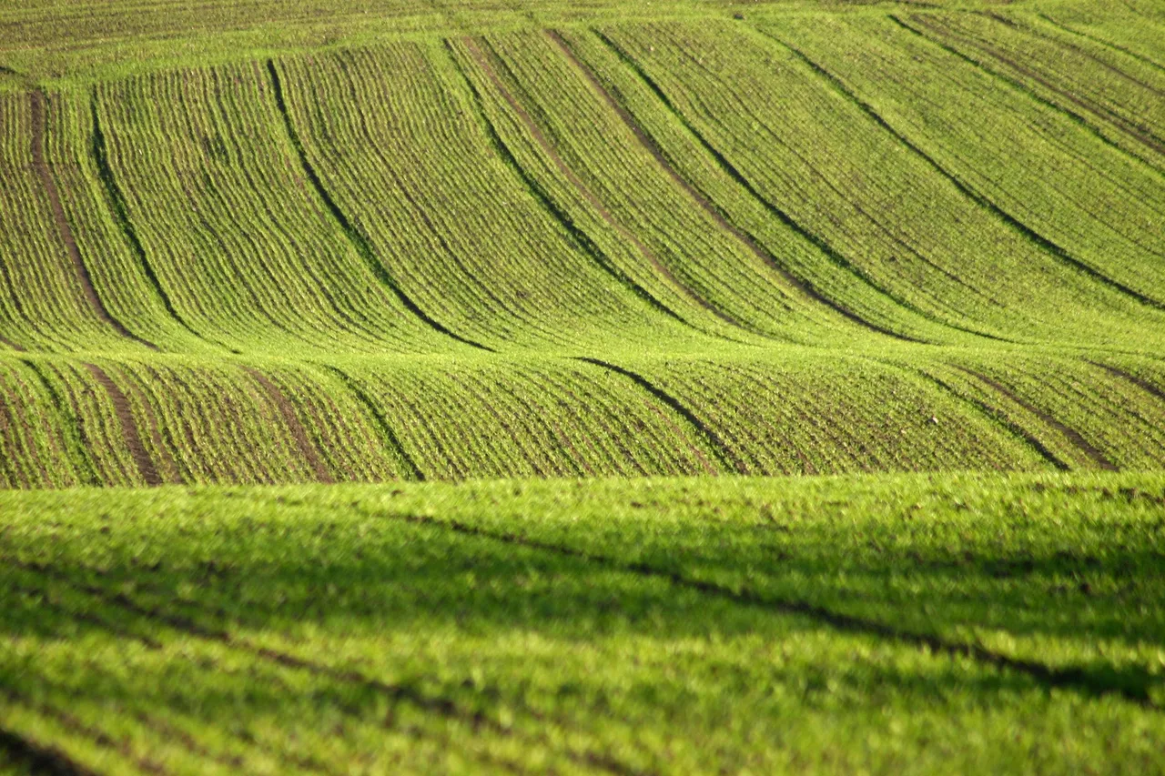 Healthy soil field after cover crop tilled.