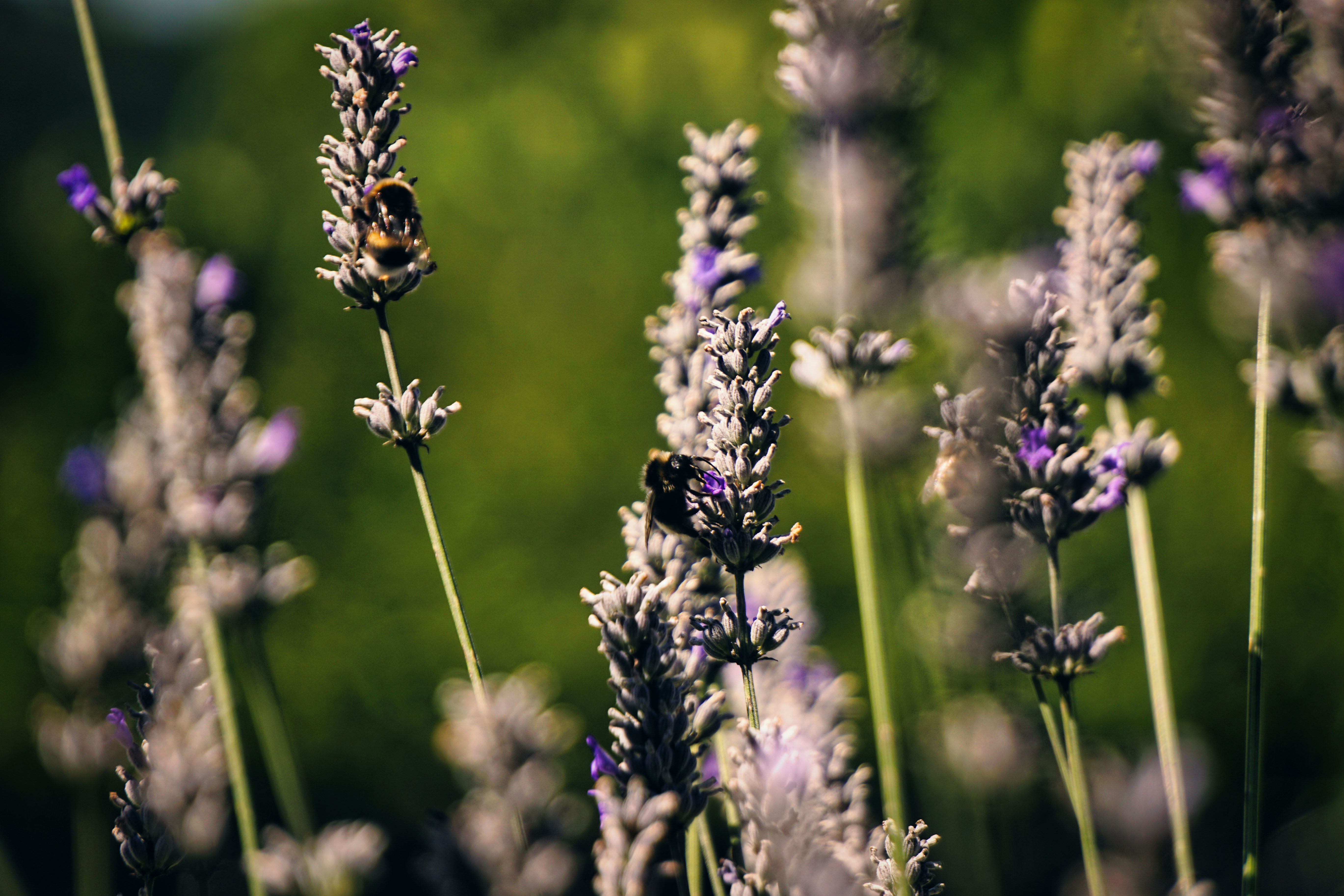 Nahaufnahme von Lavendelblüten mit mehreren Bienen, unscharfer grüner Hintergrund.