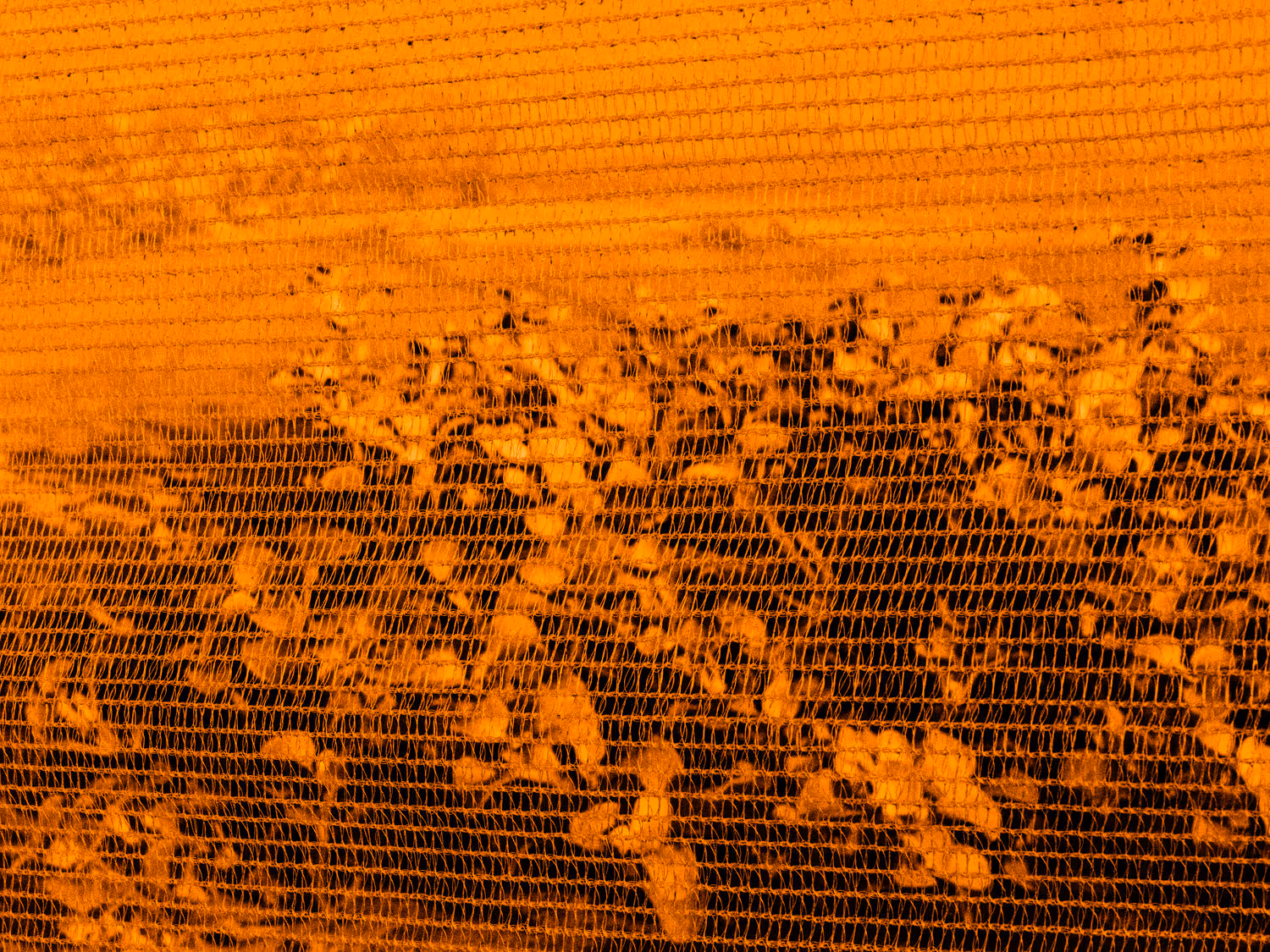 Orange filtered image of a plant 