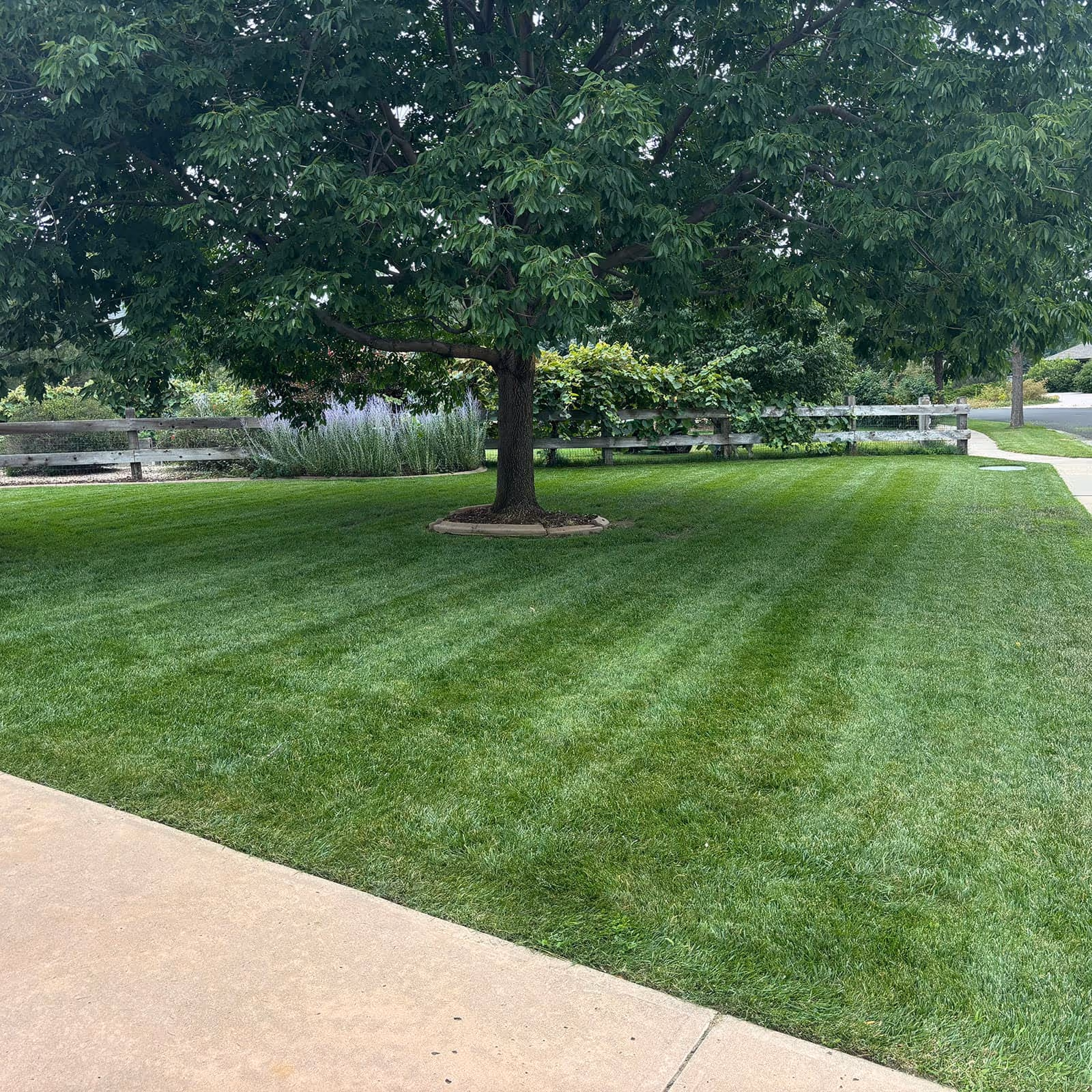 Freshly mowed lawn with crisp edging and a clean finish in Wellington