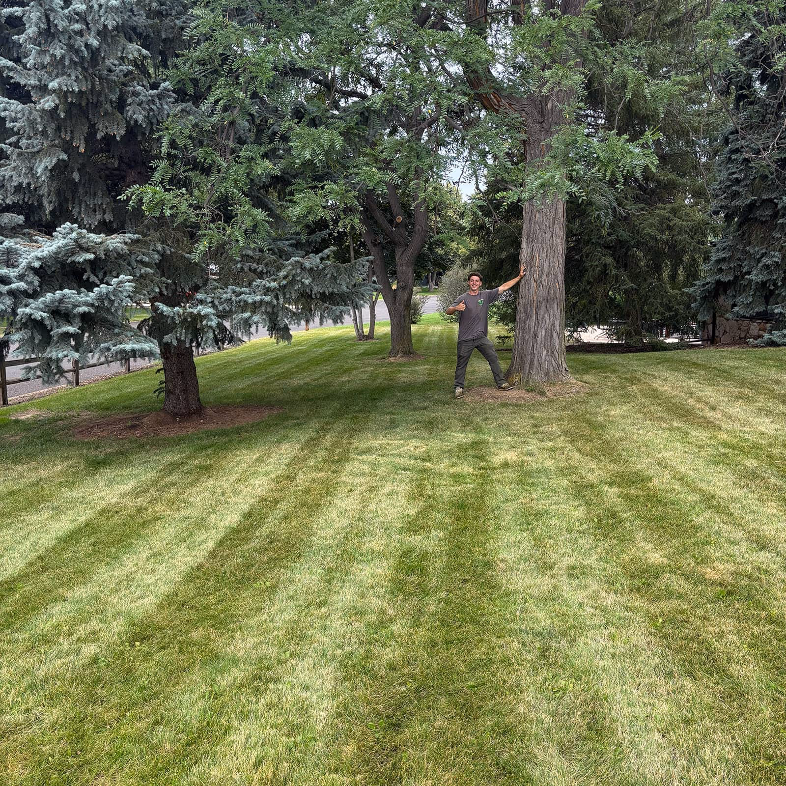 Professional lawn mowing service in Fort Collins creating clean, even grass lines