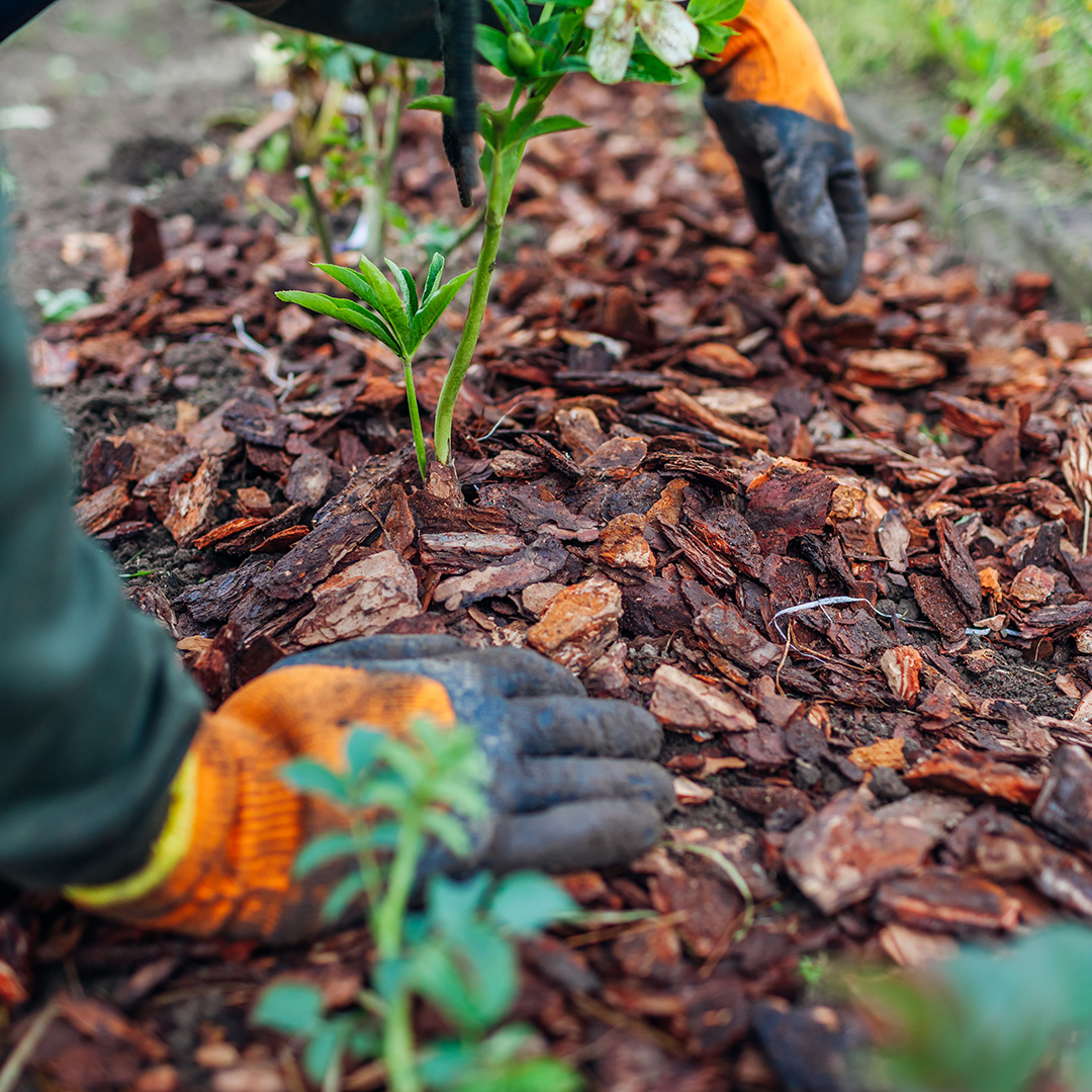 Professional mulch installation service in Timnath