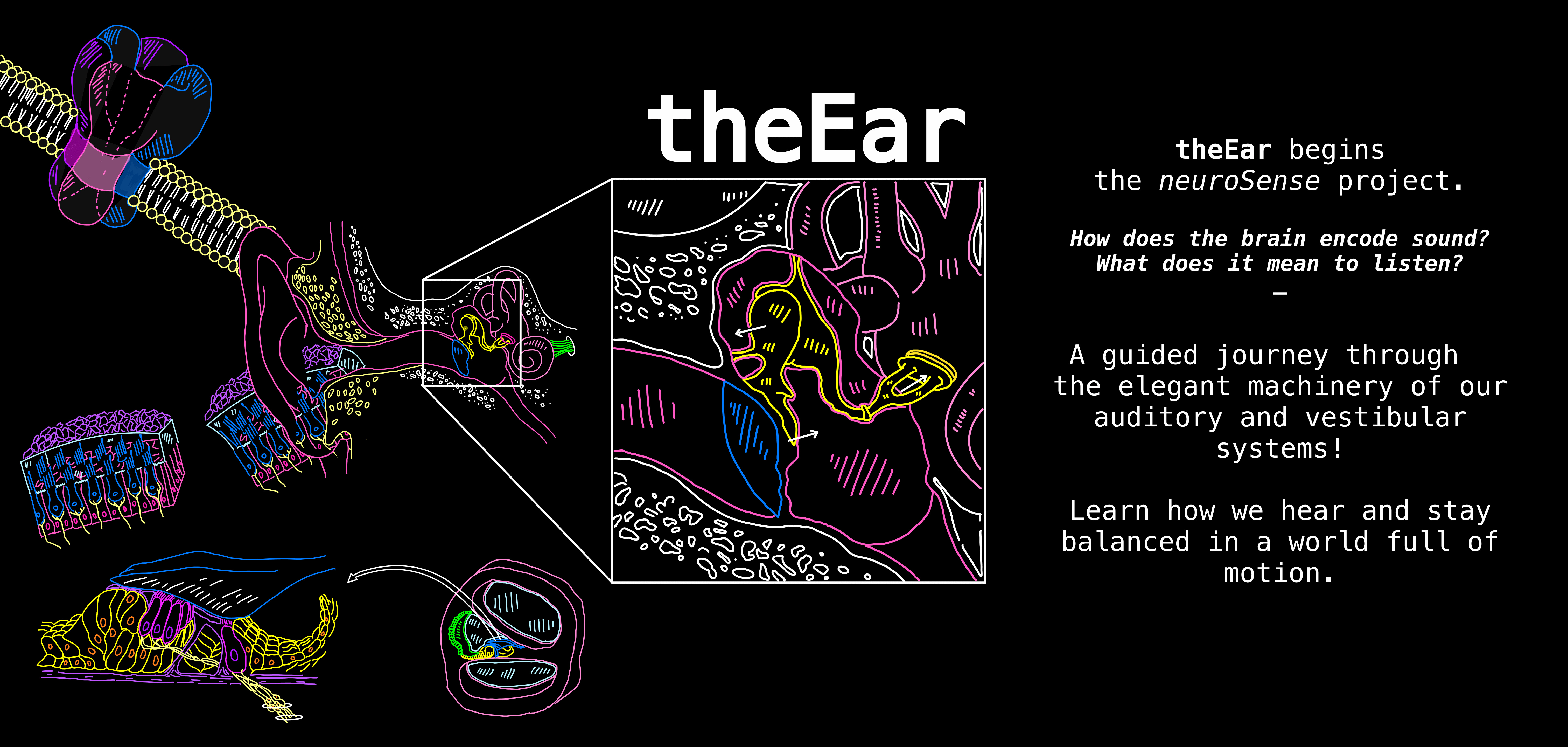 theEar begins the neuroSense project.  How does the brain encode sound? What does it mean to listen? -  A guided journey through   the elegant machinery of our auditory and vestibular systems!  Learn how we hear and stay balanced in a world full of motion.