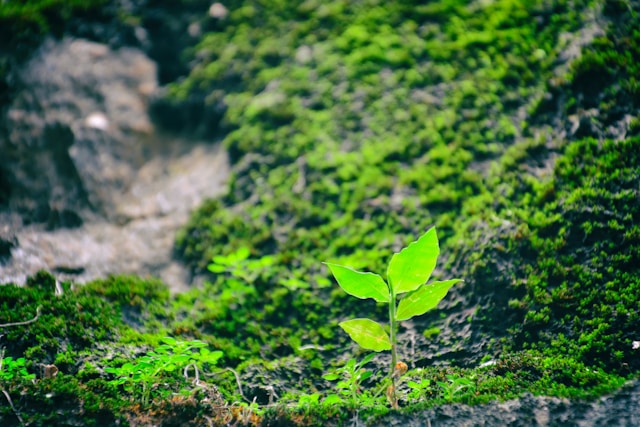 Small green plant sprouting from moss-covered ground in a natural setting.