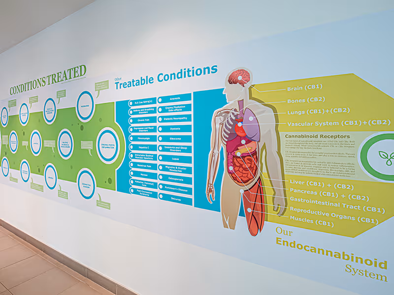 Wide view of an educational wall mural outlining treatable conditions and cannabinoid effects in a medical cannabis clinic.