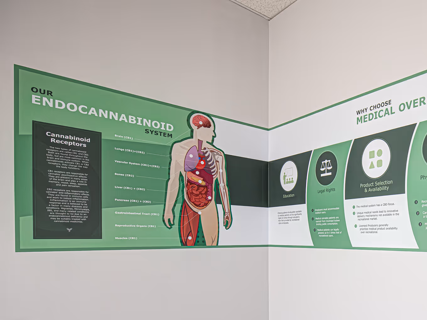 Illustrated wall graphic explaining the endocannabinoid system and how cannabinoids interact with the human body.