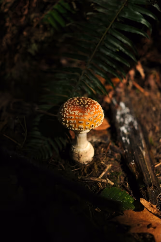 A single Amanita mushroom glows softly under filtered forest light, surrounded by moss, ferns, and fallen leaves—symbolizing mystery, nature’s intelligence, and quiet transformation.
