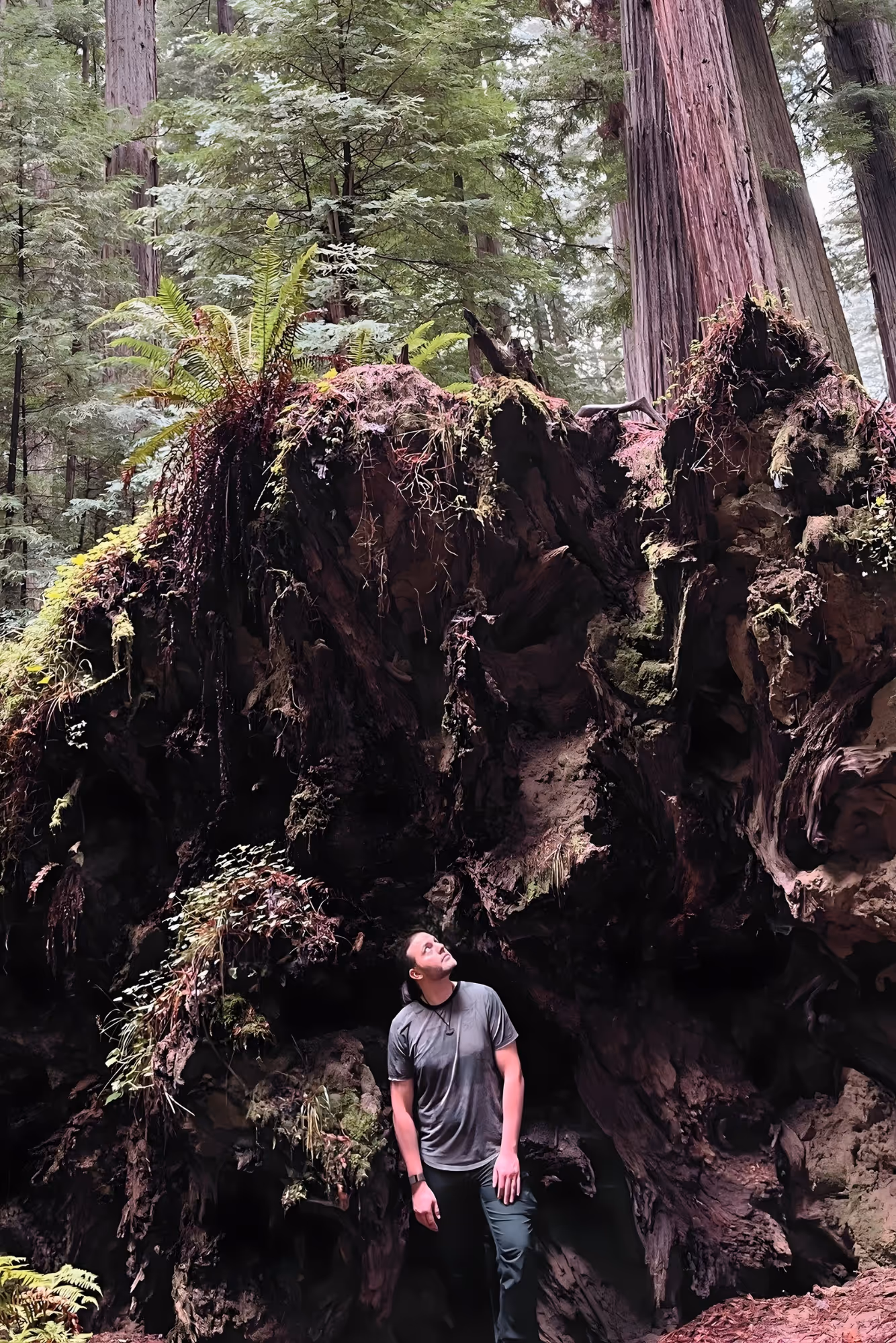 Forest Hart stands at the base of a towering redwood root, gazing upward into its dark, intricate textures, representing awe, perspective, and reverence for nature’s depth.
