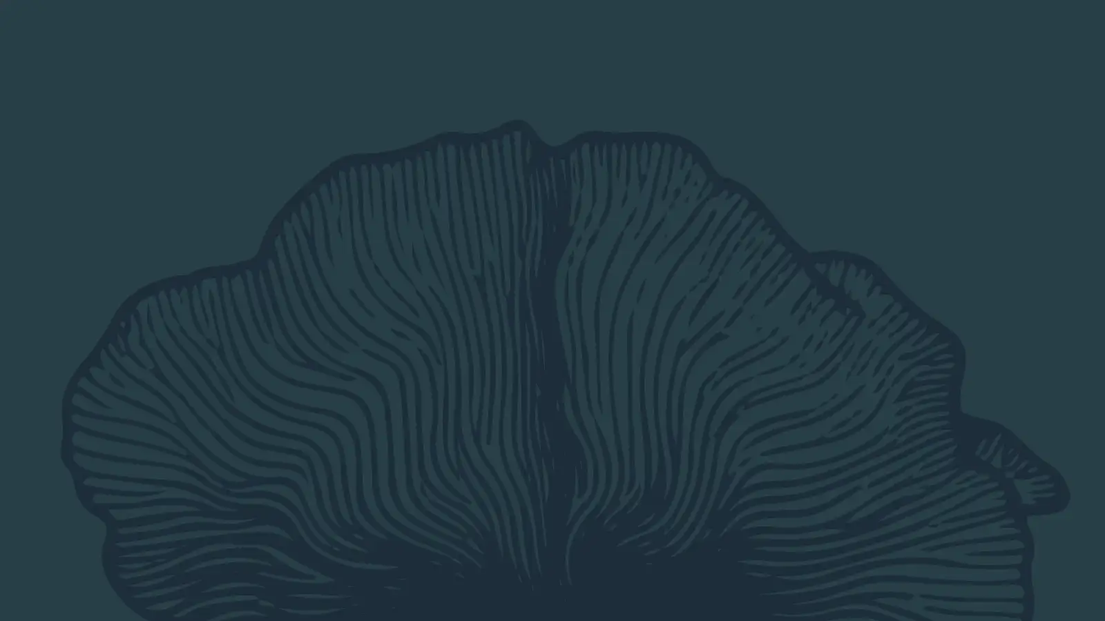 akoakoa illustration on akoakoa brand colors