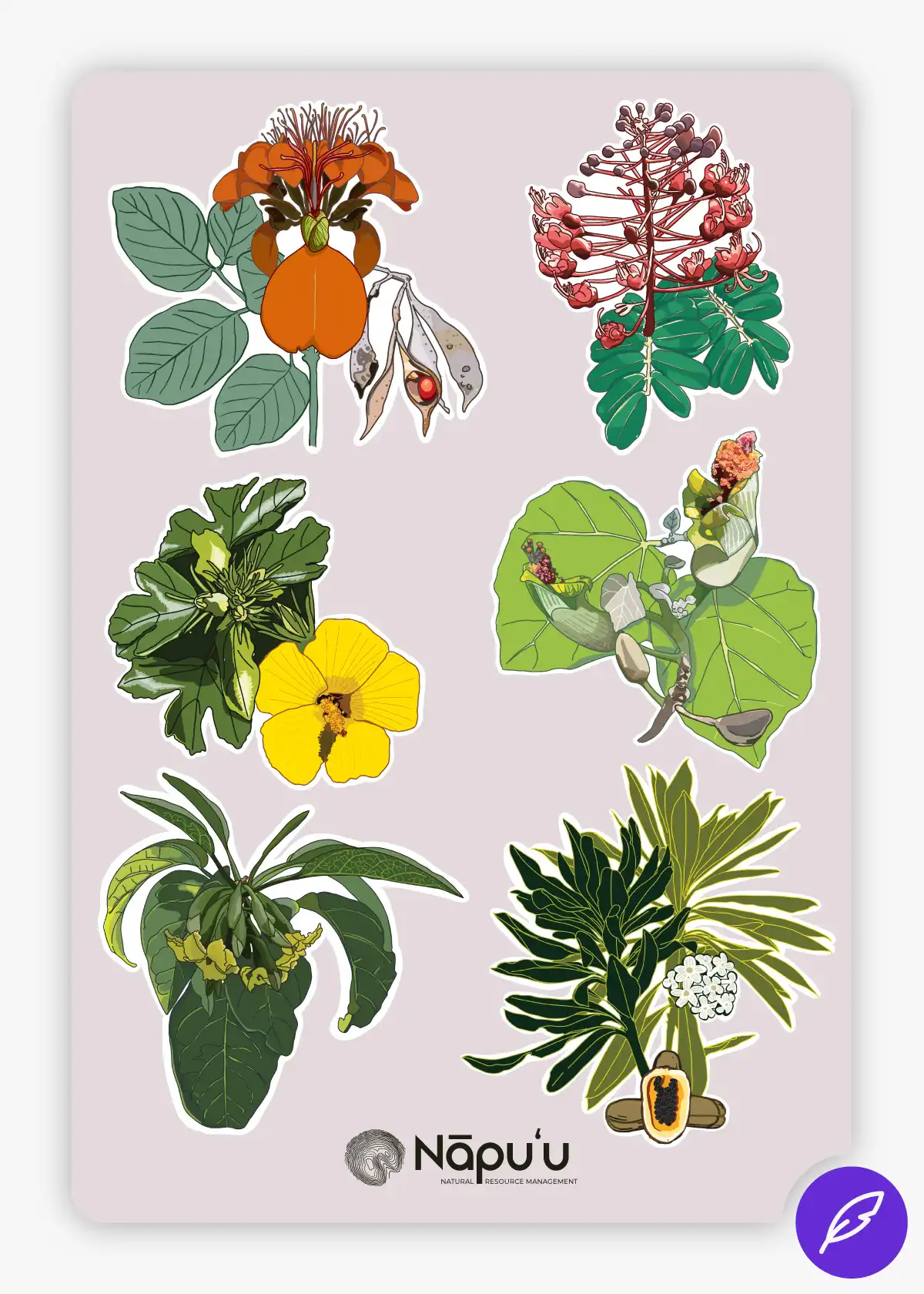 Hawaiʻi Native Plant Illustrations