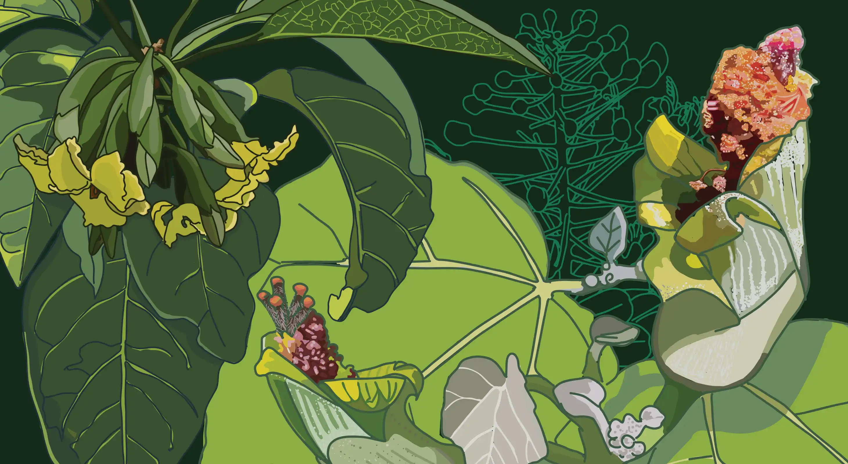 plant illustrations for napuʻu natural resource management