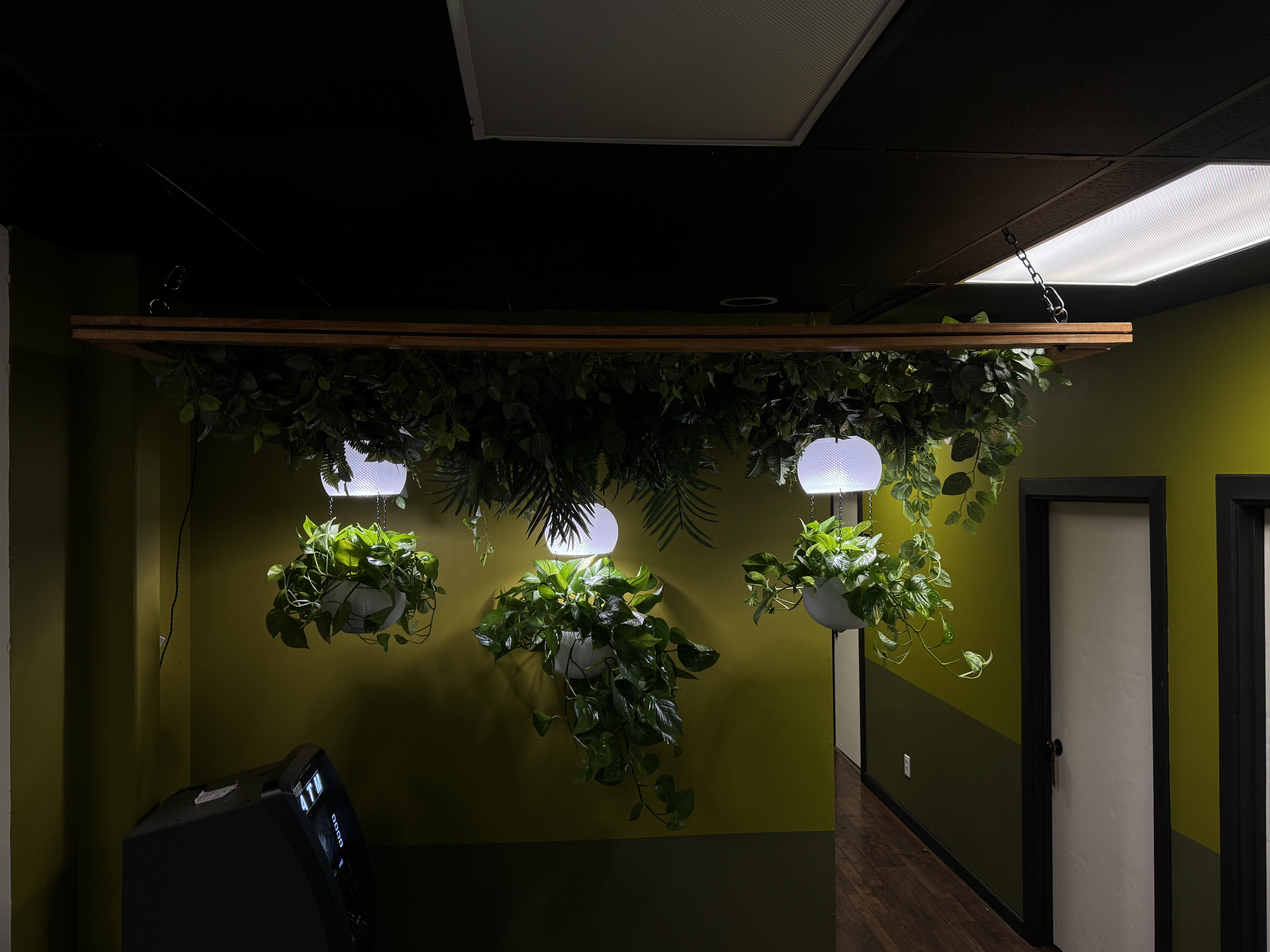 Indoor hanging plants in white pots with integrated LED lights, suspended from a wooden frame attached to the ceiling in a dimly lit room with green walls.