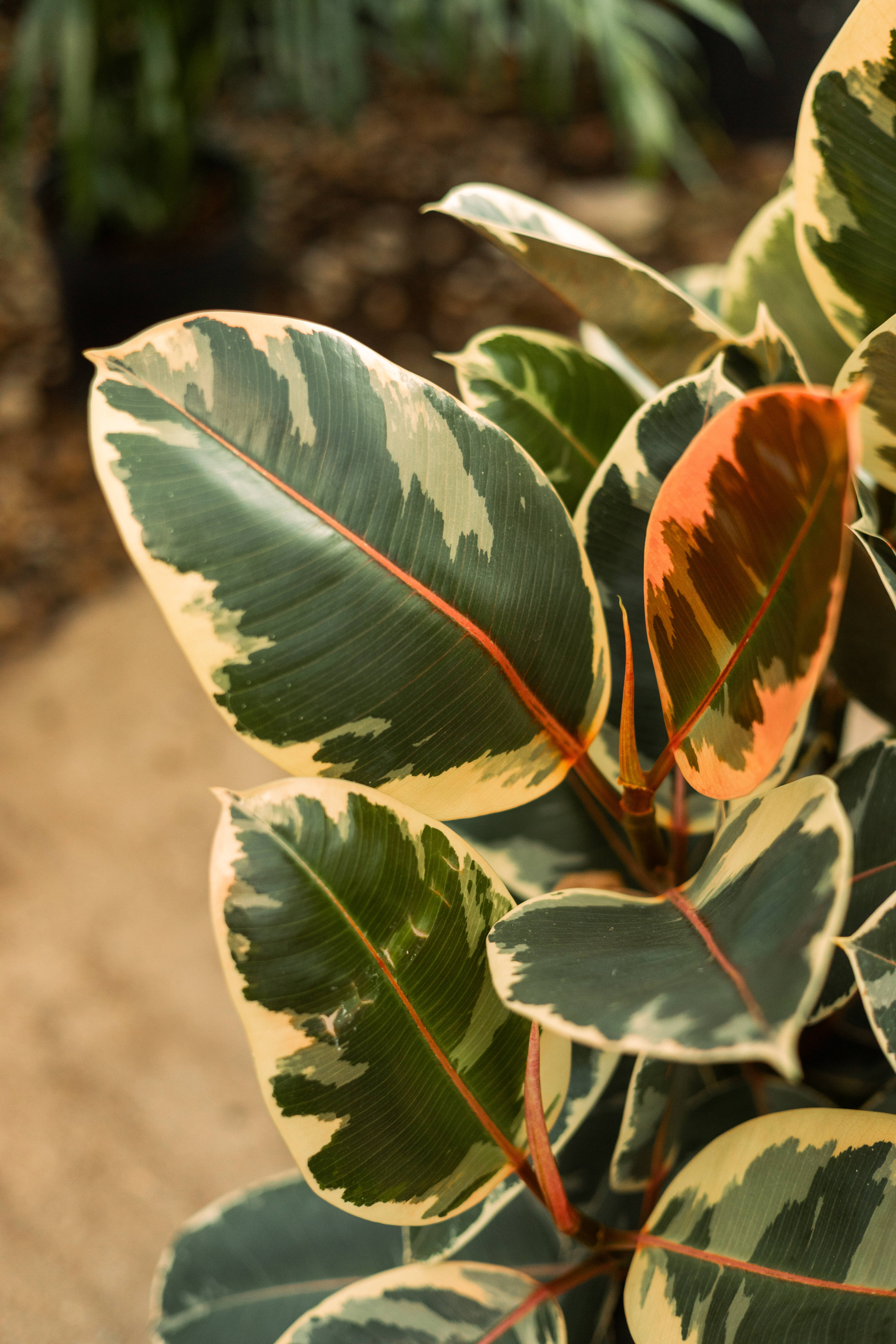 Variegated pothos with green and cream leaves in a black nursery pot.