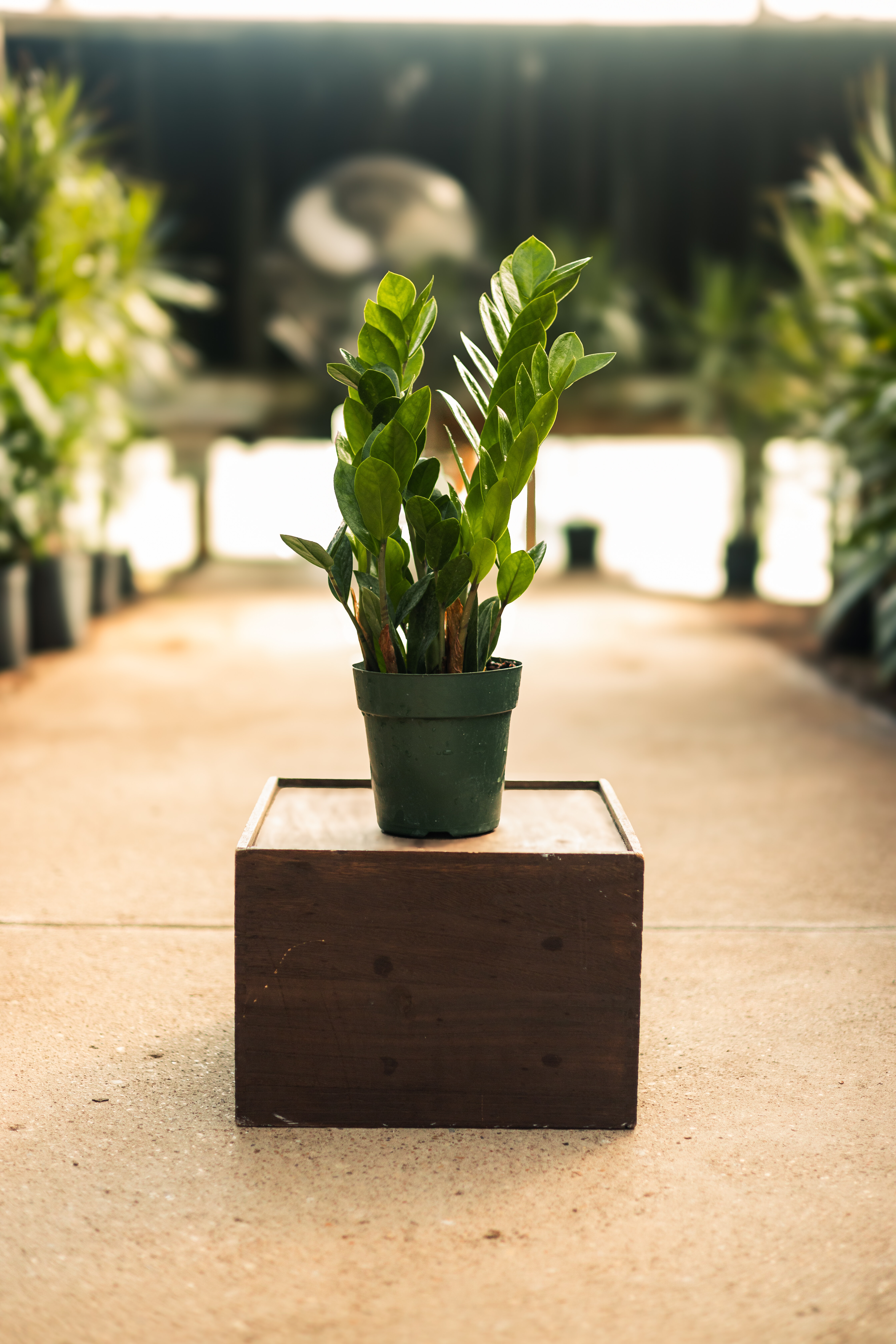 ZZ plant with glossy green leaves in a black nursery pot.
