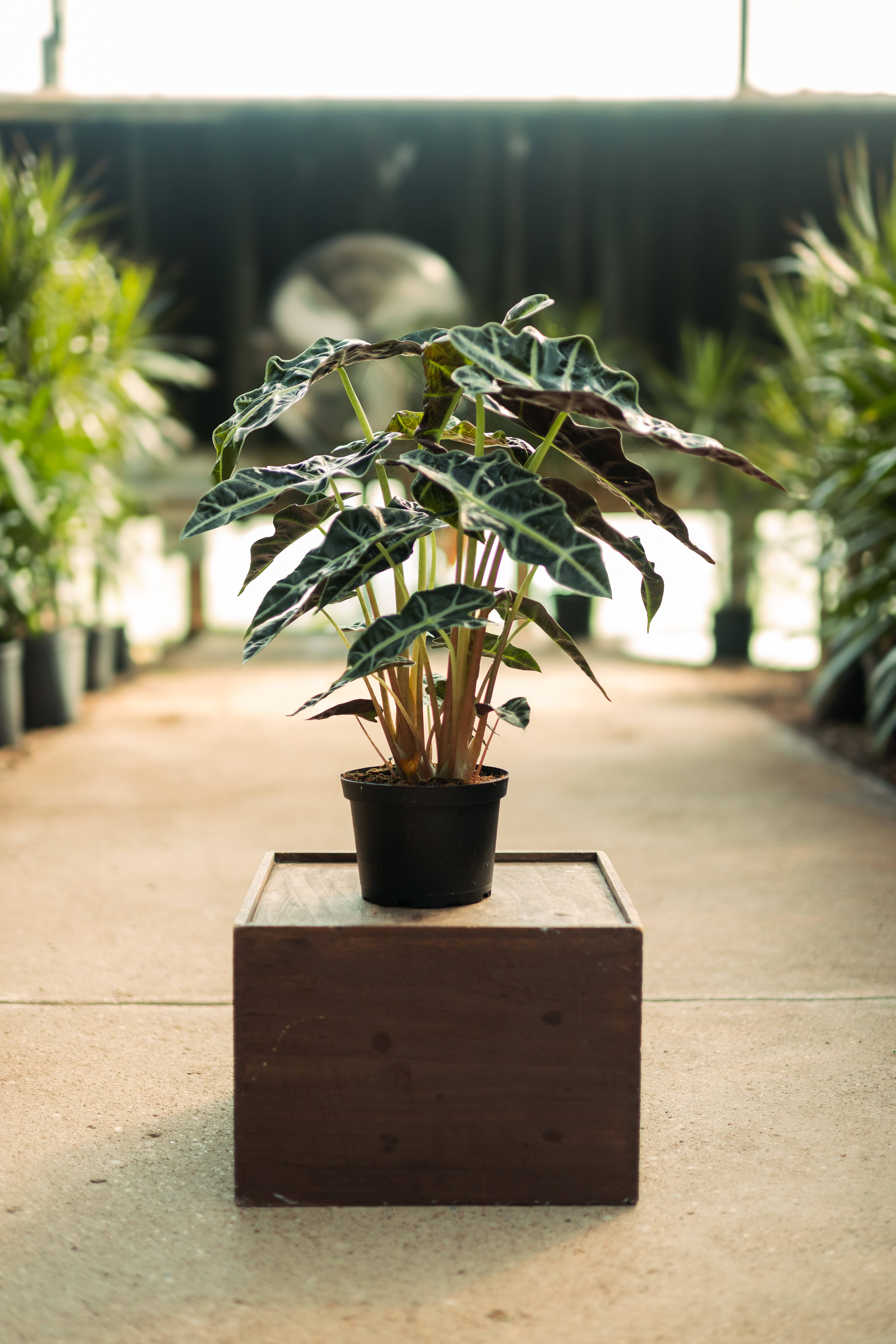 Alocasia with dark green leaves and prominent pale veins in a nursery pot.