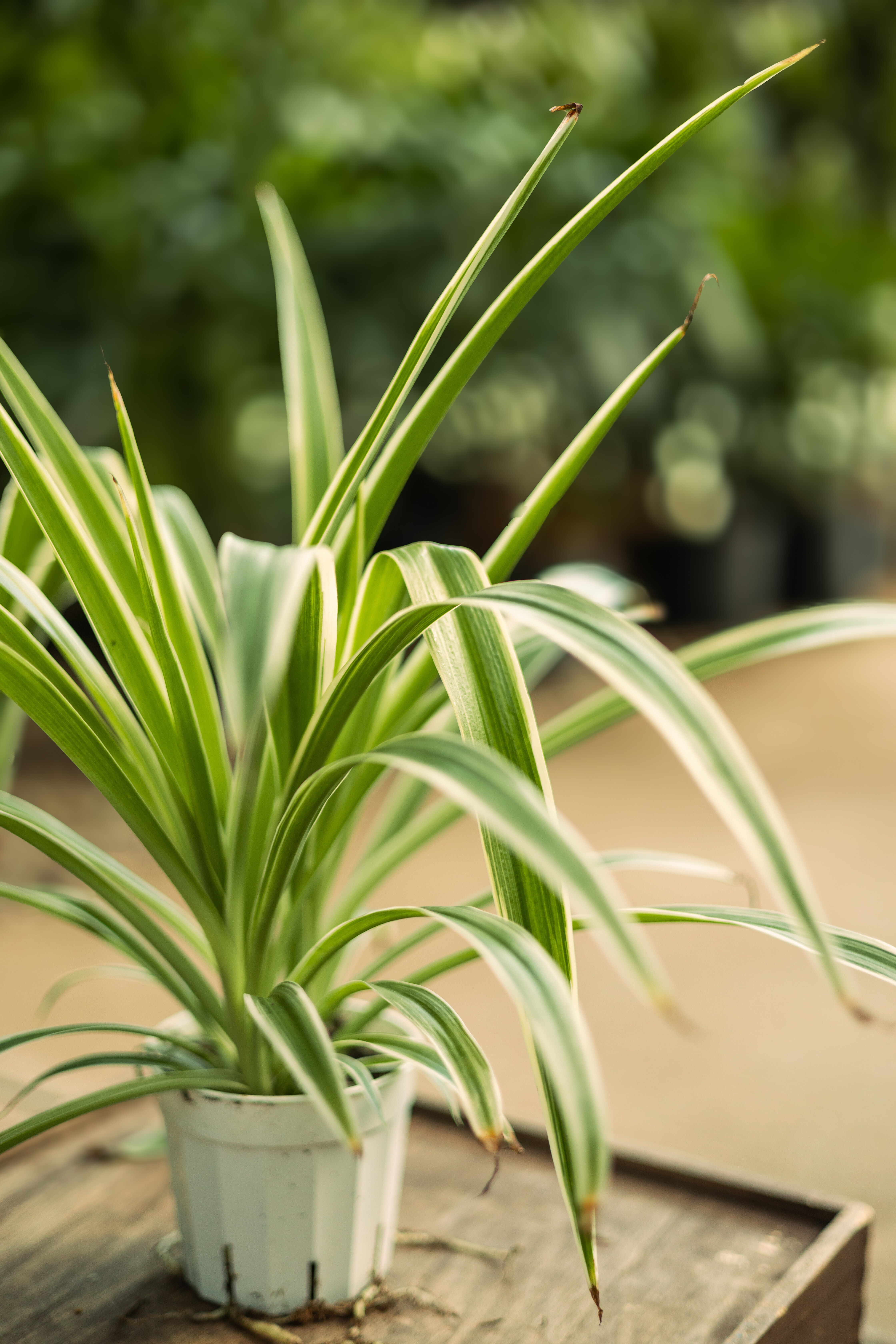 Variegated pothos with green and cream leaves in a black nursery pot.