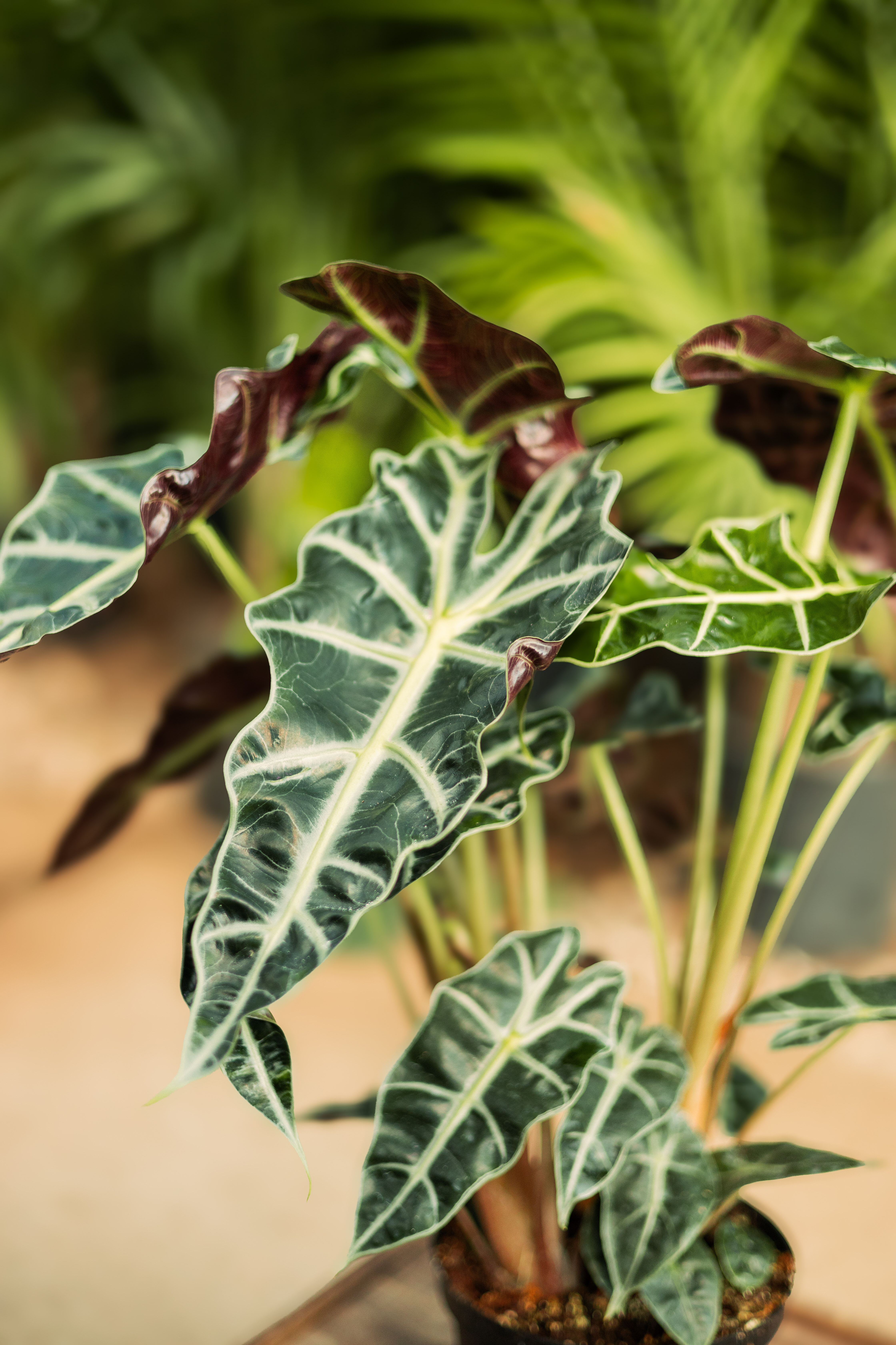 Variegated pothos with green and cream leaves in a black nursery pot.