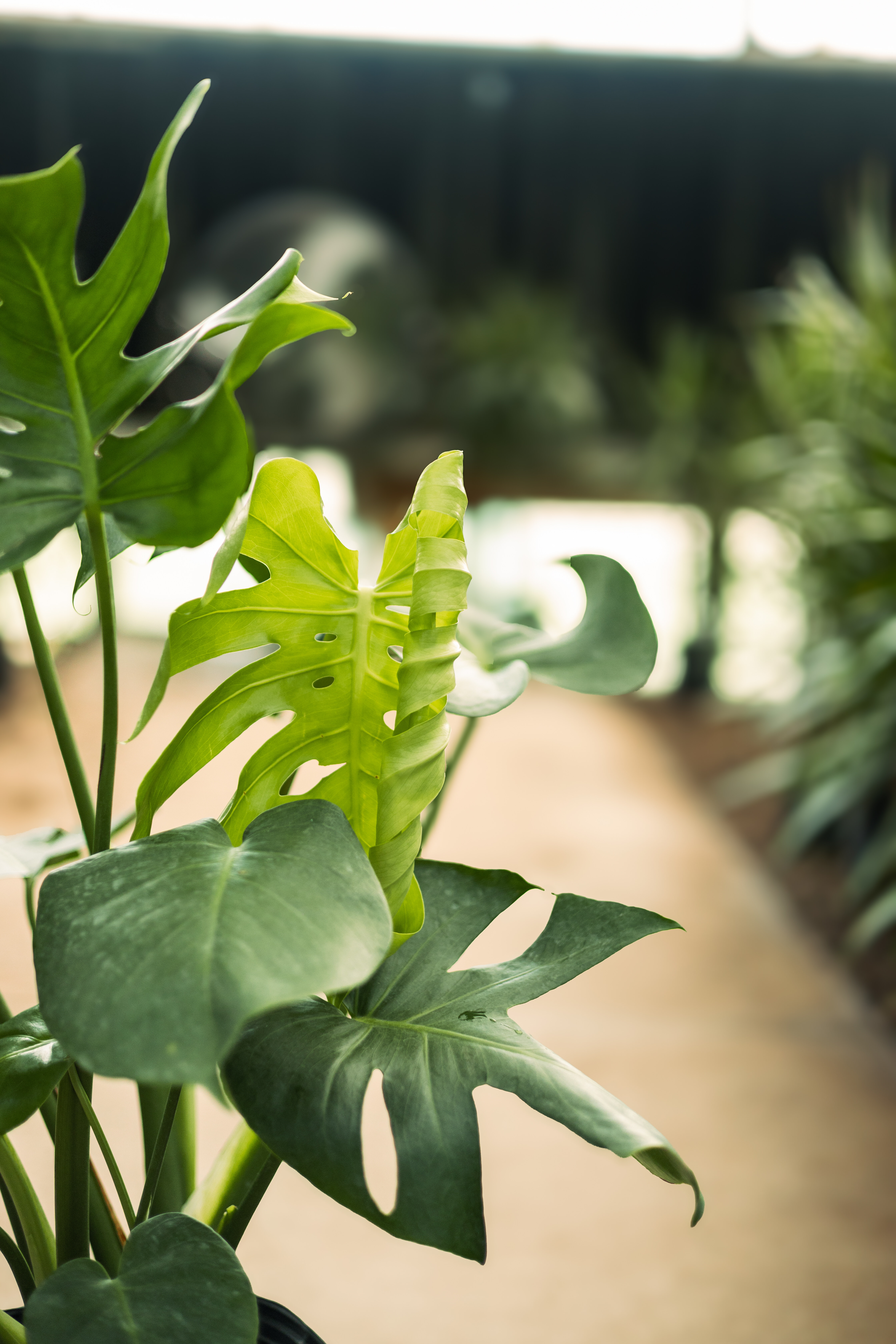 Monstera with split green leaves in a light-colored pot.