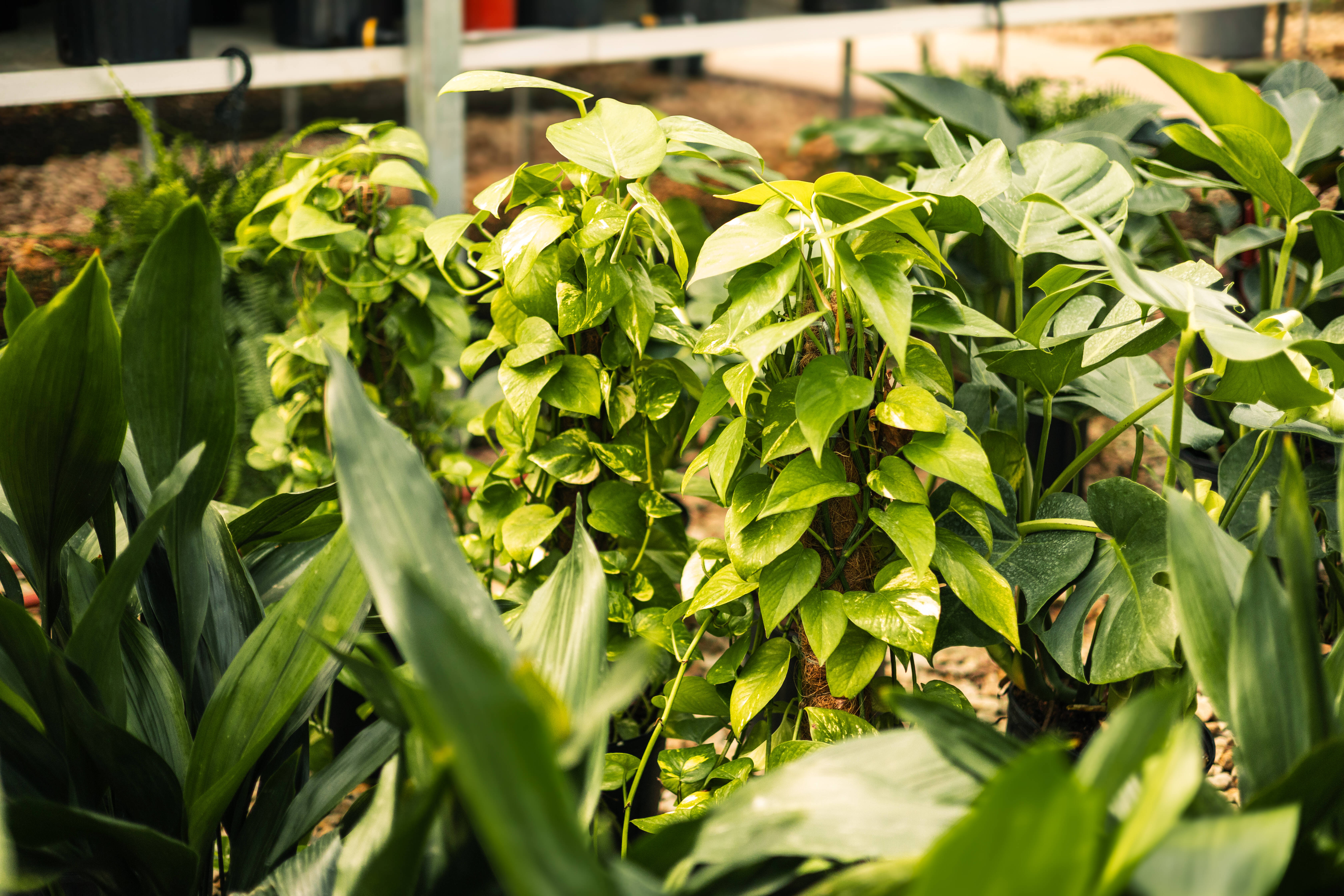 Variegated pothos with green and cream leaves in a black nursery pot.