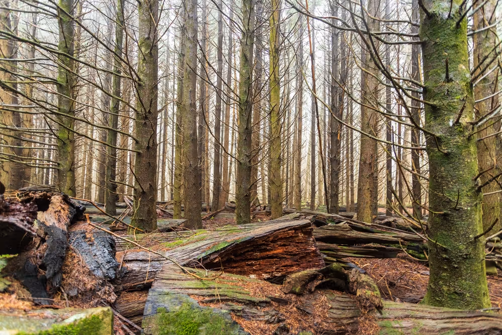 Dense forest of tall, bare trees with fallen logs covered in moss on the forest floor.