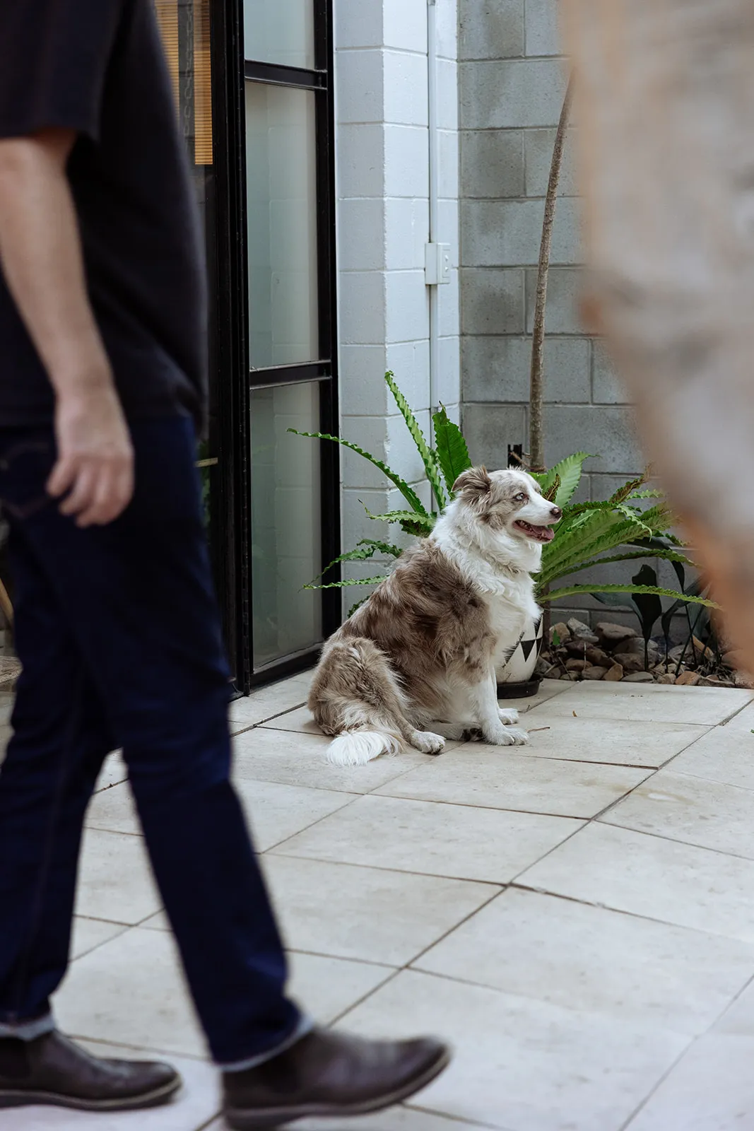 lightspace and prospect studios dog