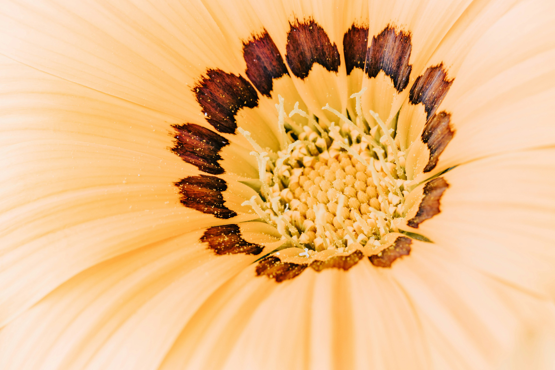 Close-up of a yellow flower with dark brown markings near its center and pollen on its petals.