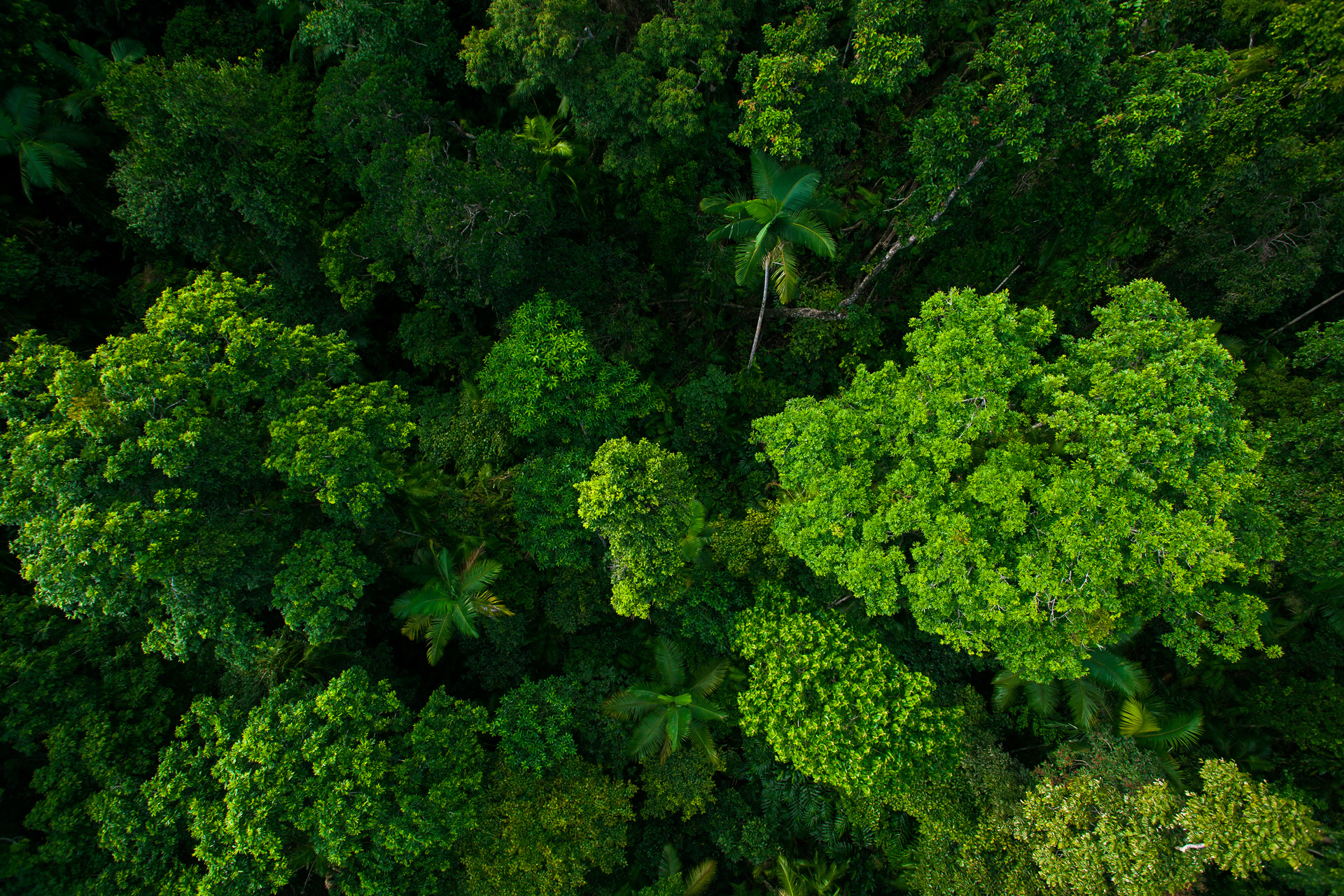 Aerial view of dense tropical rainforest with various green tree canopies and palms.