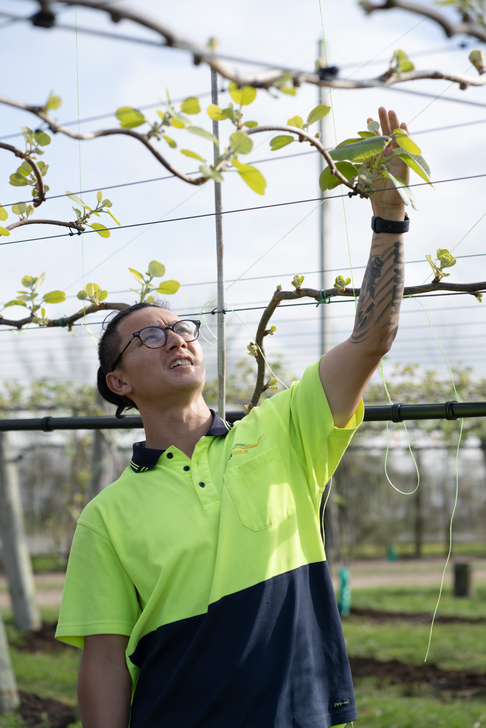 Baygold grower Nikesh Gurang with kiwifruit Vines
