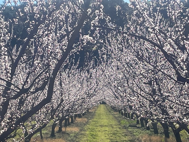 Flowering apricot trees on the HR Horticulture orchard in Hawke’s Bay.